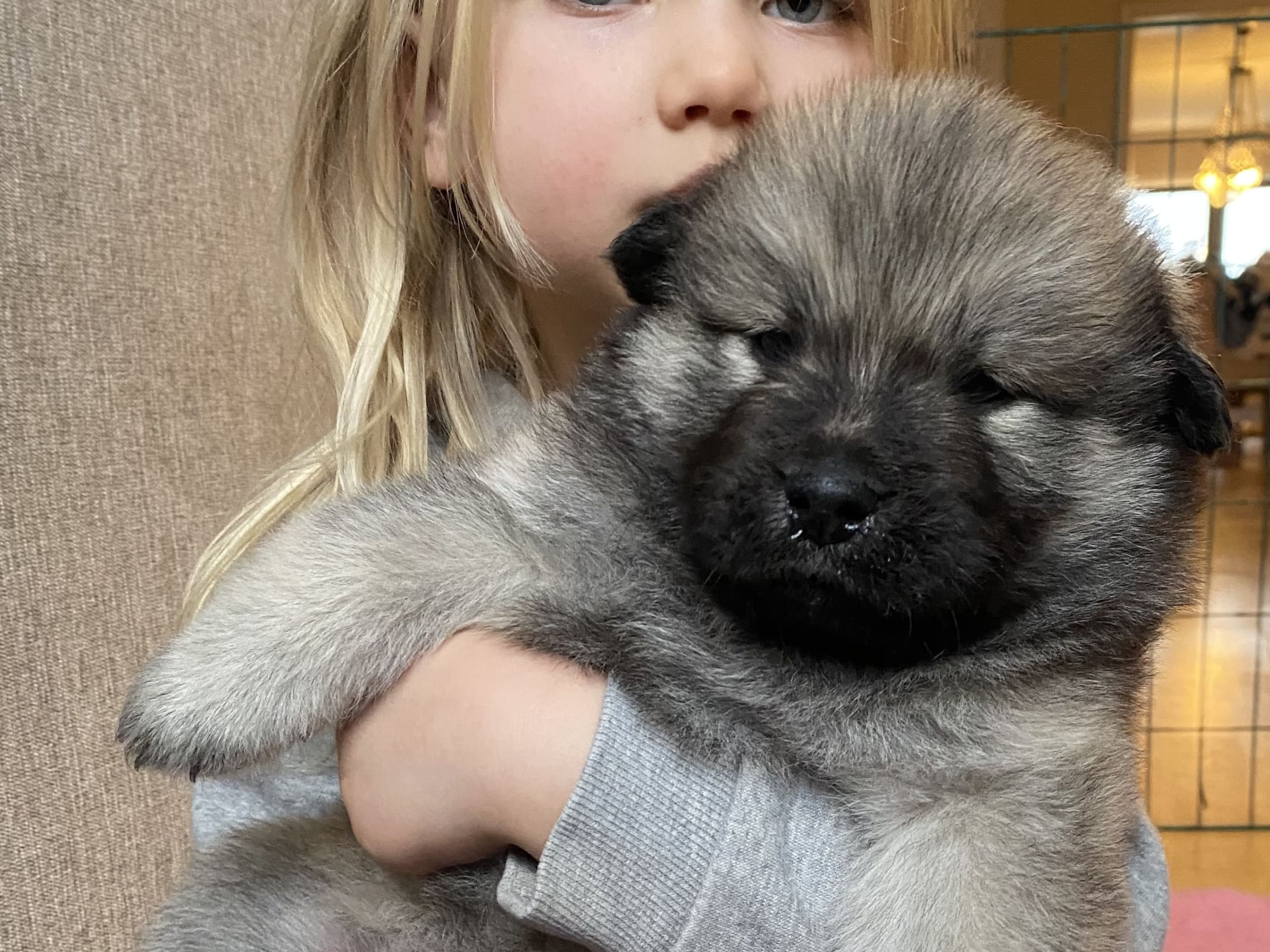 Eurasier