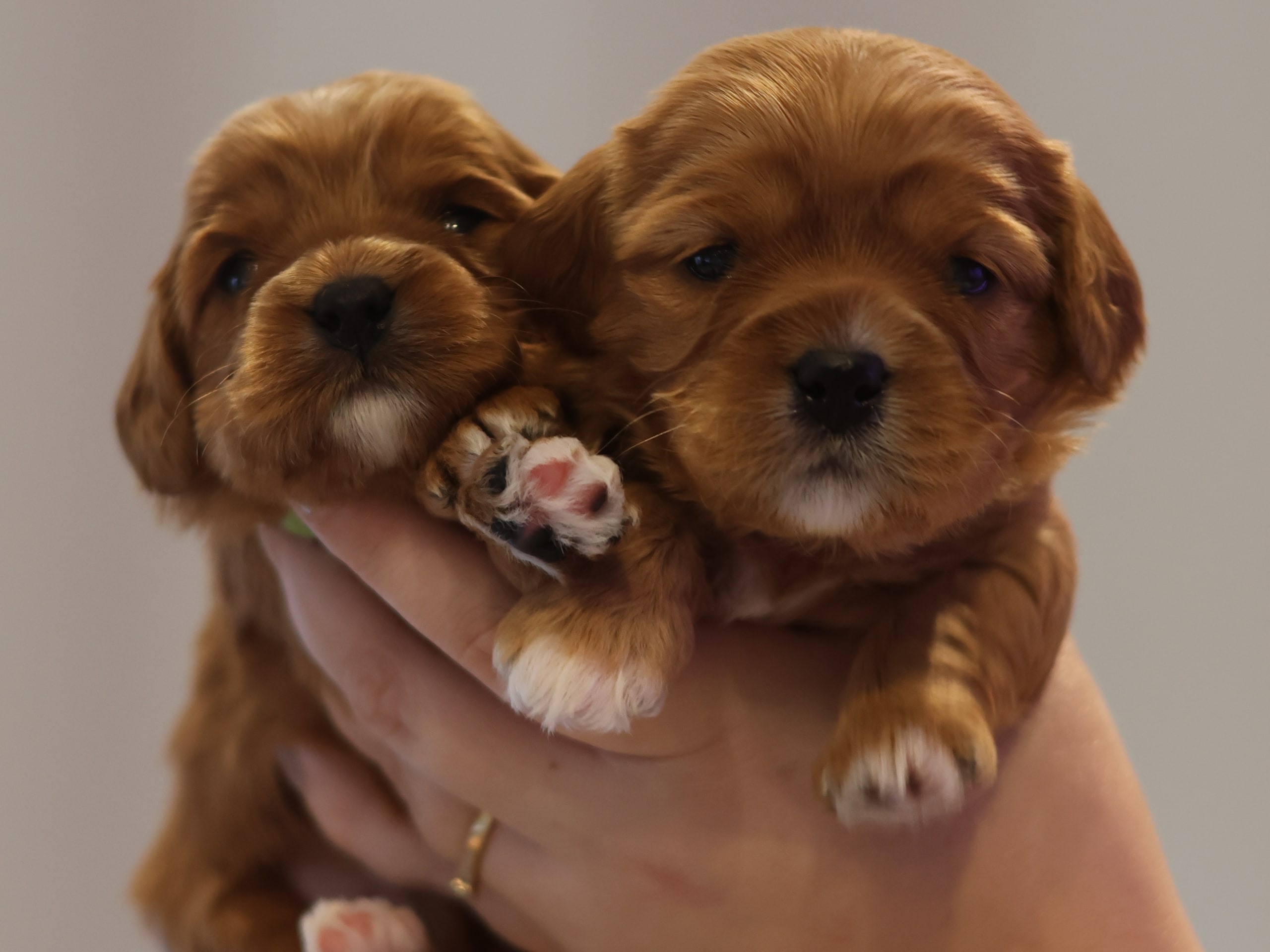 Cavapoo · 2026-01-19 · Spekeröd · Hagendalens
