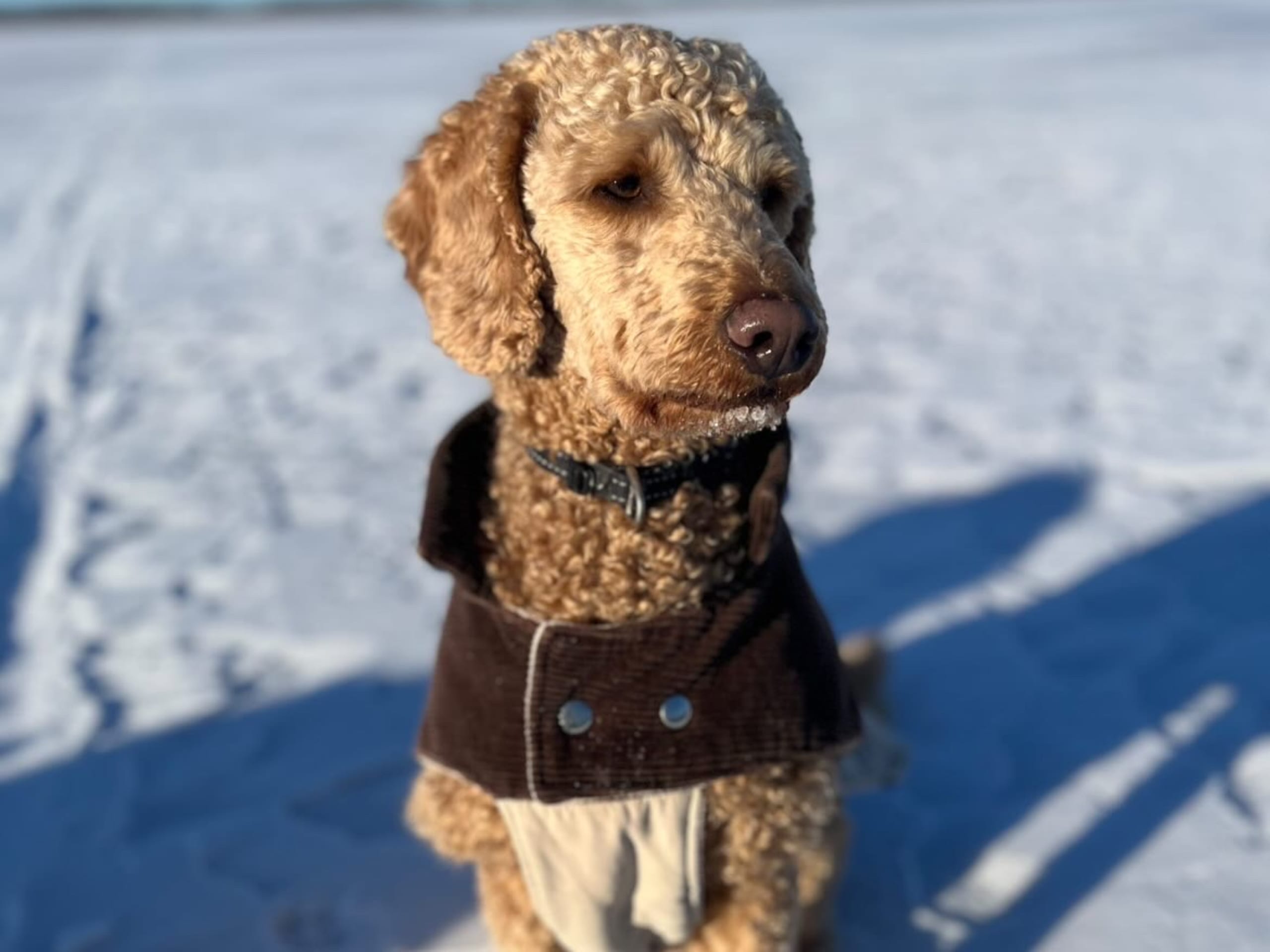 Labradoodle Goldendoodle · 2026-02-07 · Kumla · Malin S.