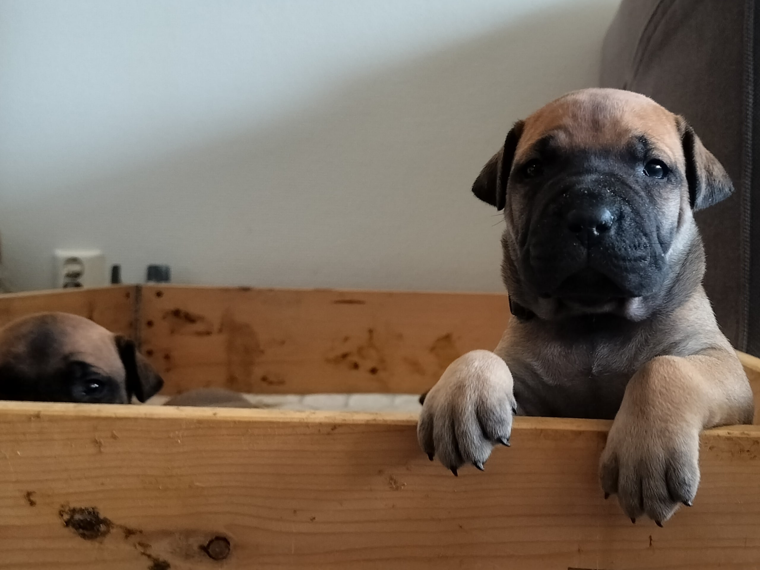 Boerboel · 2026-02-20 · Fredrikstad · Boergarden boerboels