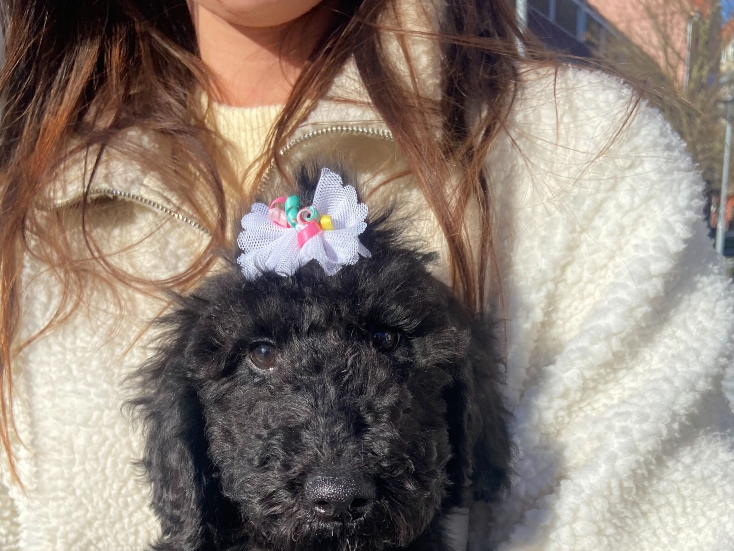 Standard Poodle · 2025-12-04 · Nol · Amanda S.