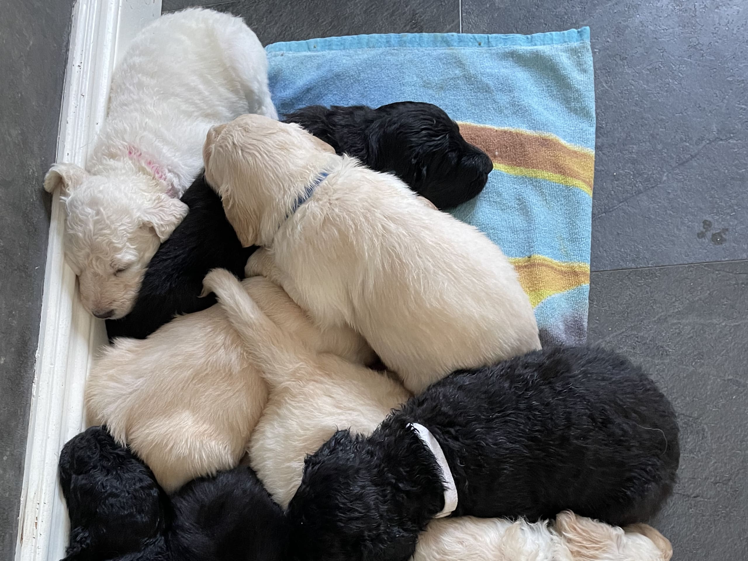 Labradoodle · 2026-01-13 · Skultuna · Björn M.