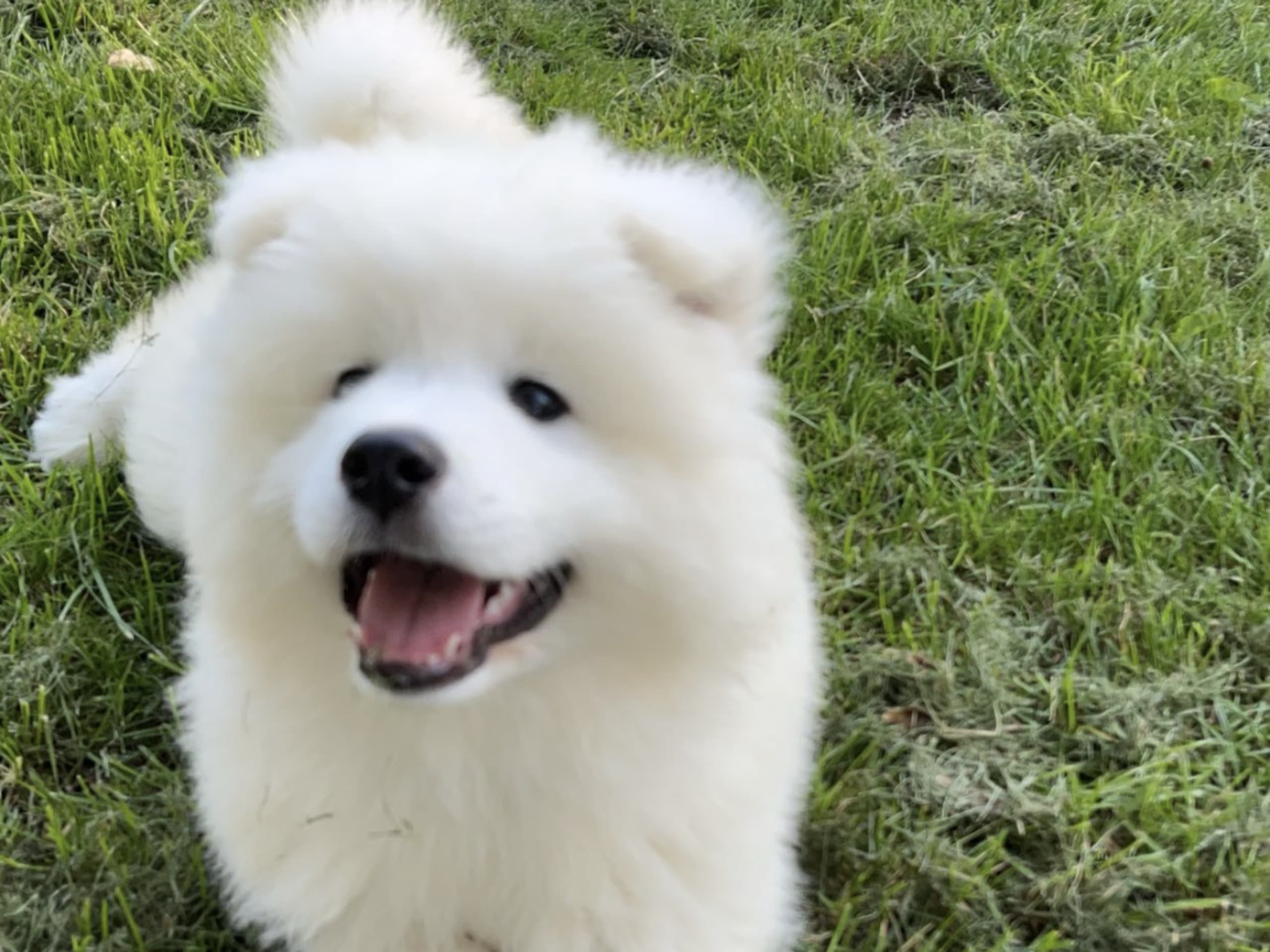 Samoyed · 2026-02-12 · Tingsryd · Przemyslaw P.