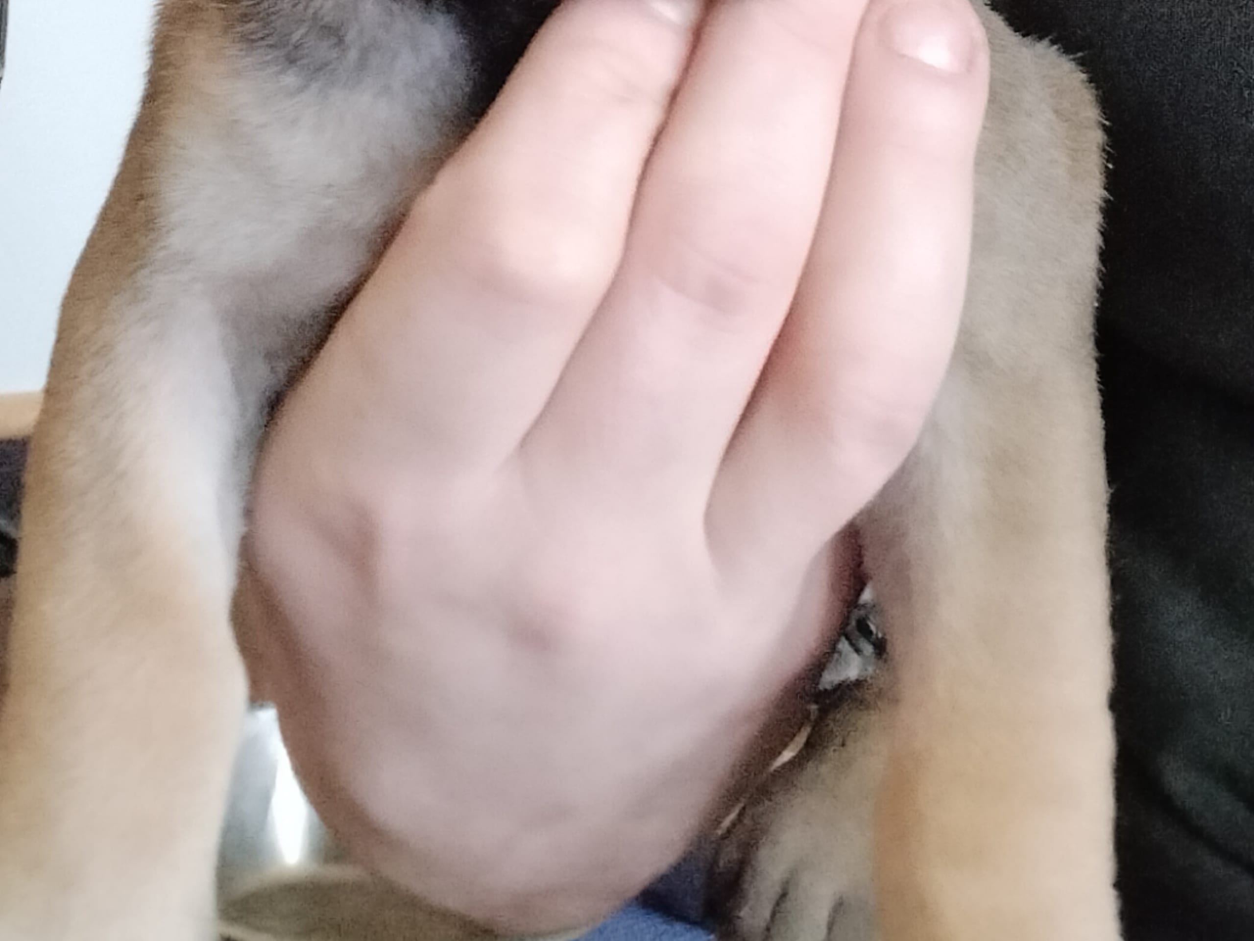 Boerboel · 2026-02-20 · Fredrikstad · Boergarden boerboels