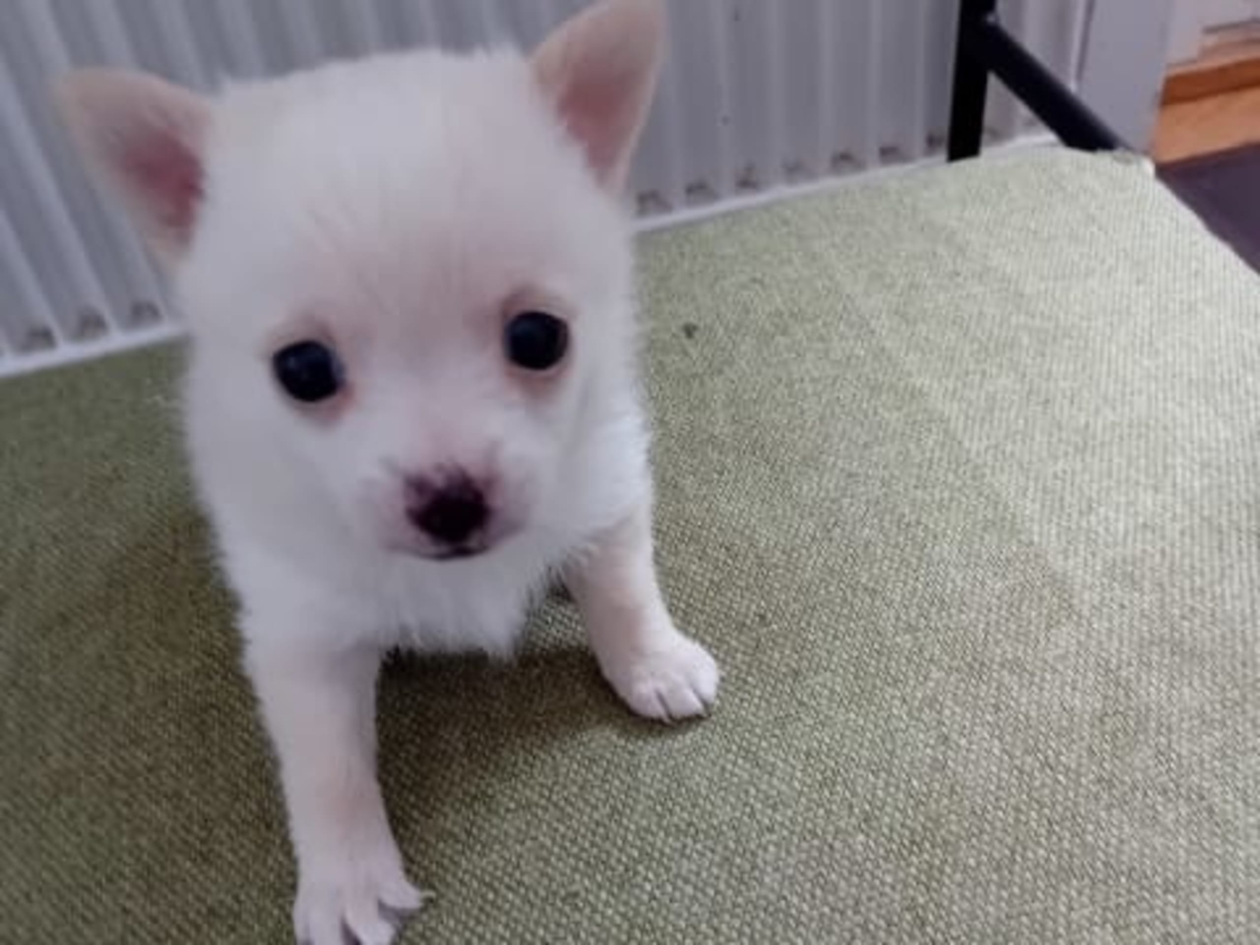 Pomchi · 2026-01-26 · Svenljunga · Sirpa O.