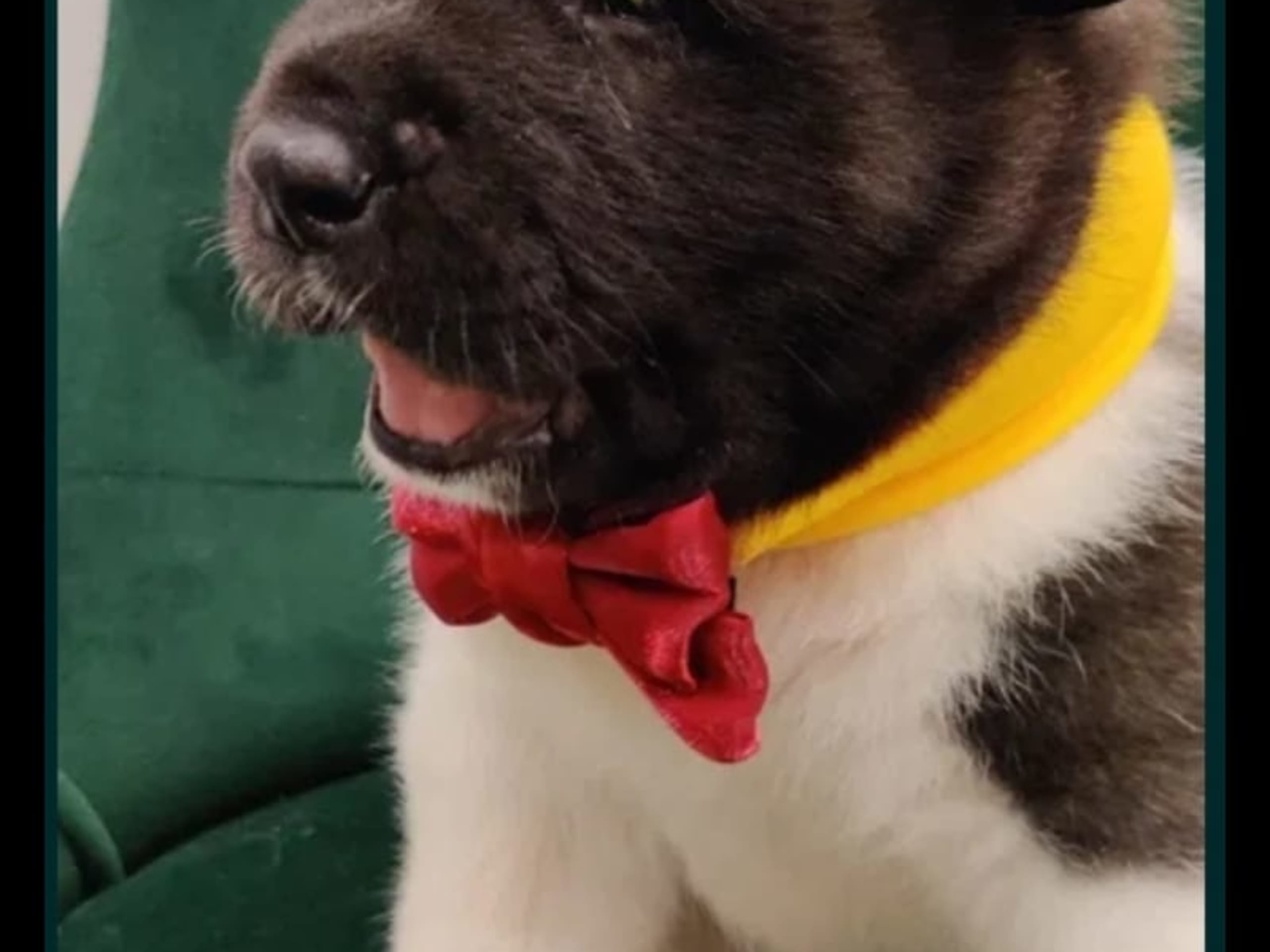 American Akita · 2025-11-22 · Älvängen · Ksenija Z.