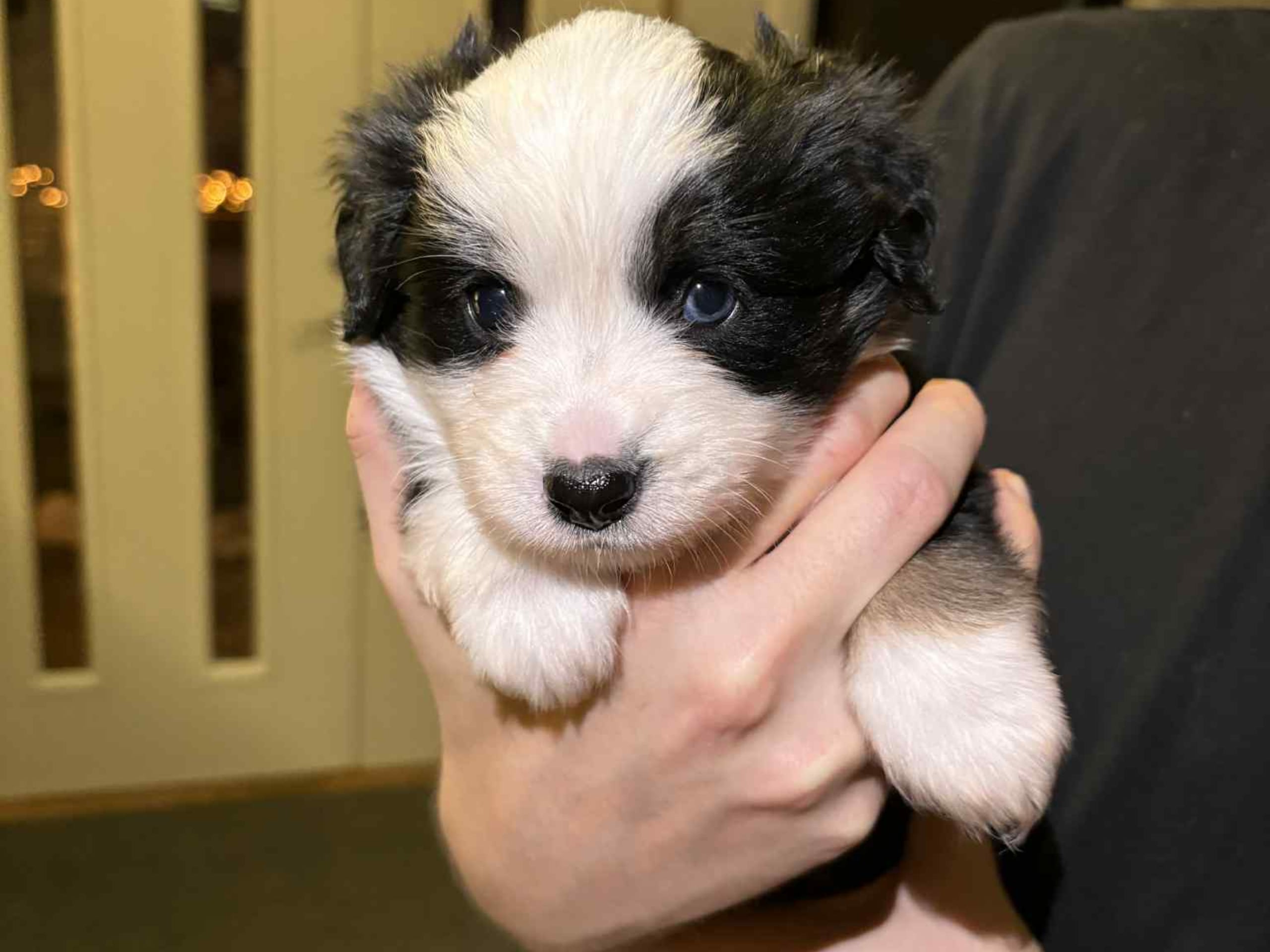 Miniature American Shepherd · 2026-01-05 · Ellös · Wolftrace of zarek