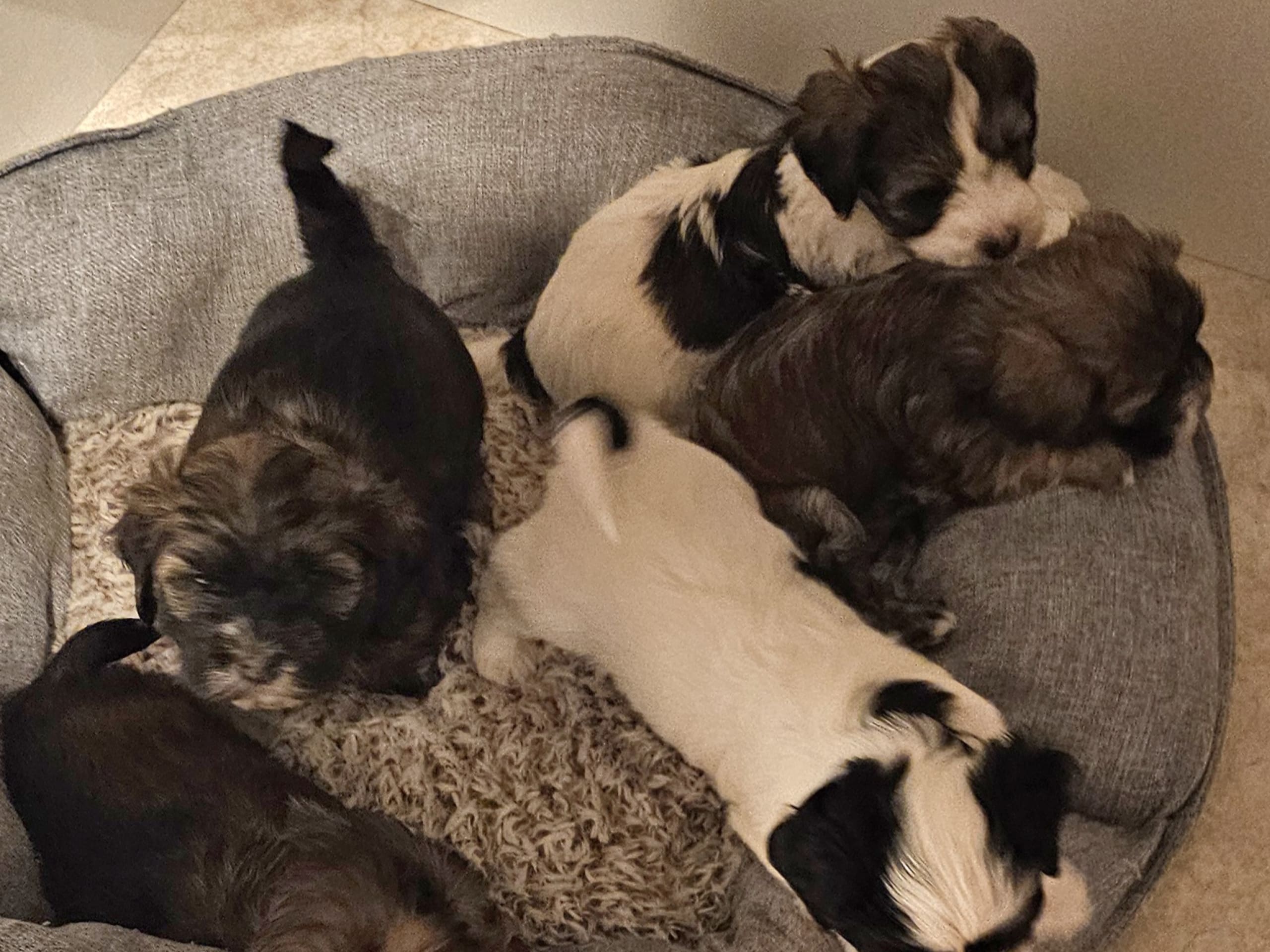 Bichon havanais · 2026-01-04 · Mora · Ek-kvistens kennel