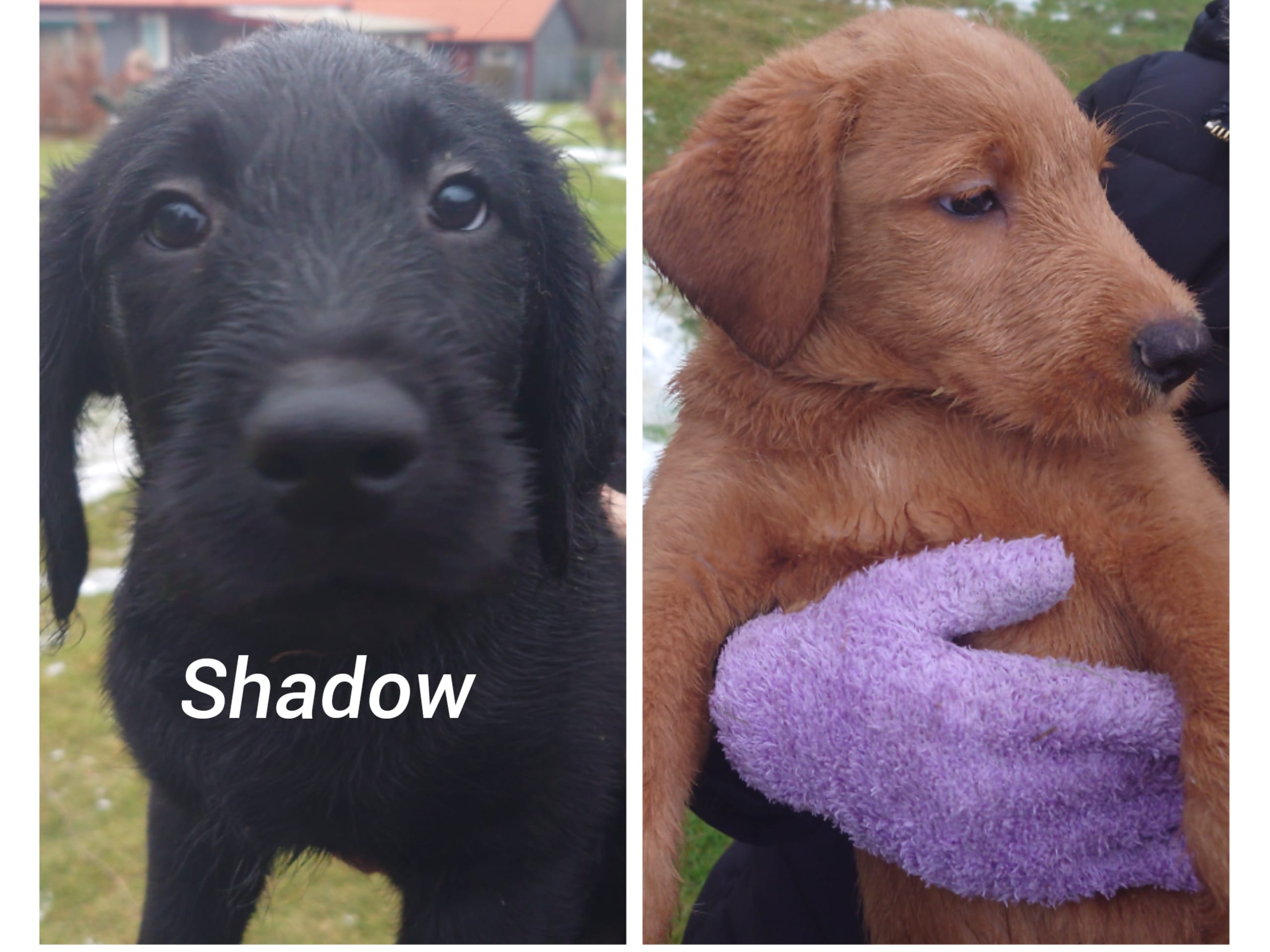 Labradoodlevalpar (LD-F1) · 2025-10-31 · Alingsås · Emelie L.