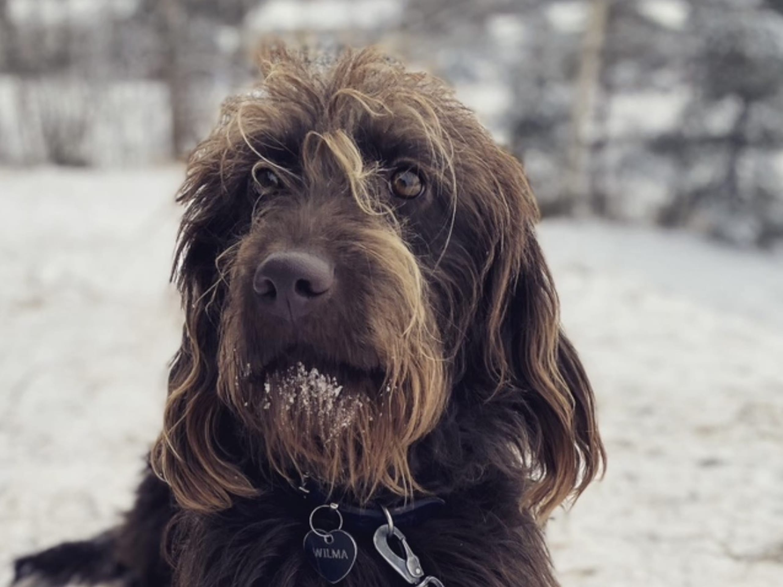 Labradoodle Goldendoodle · 2026-02-07 · Kumla · Malin S.