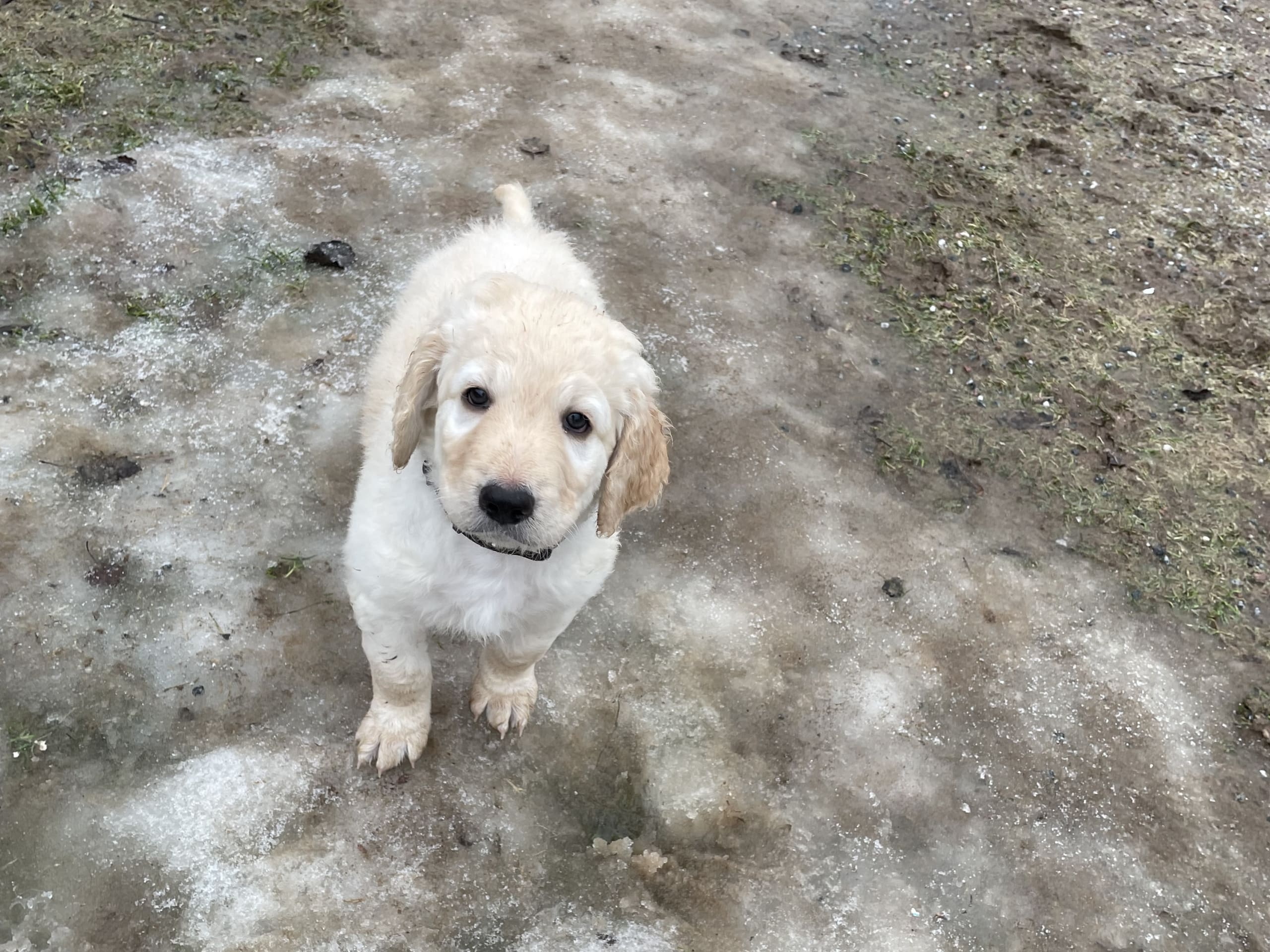 Labradoodle · 2026-01-13 · Skultuna · Björn M.