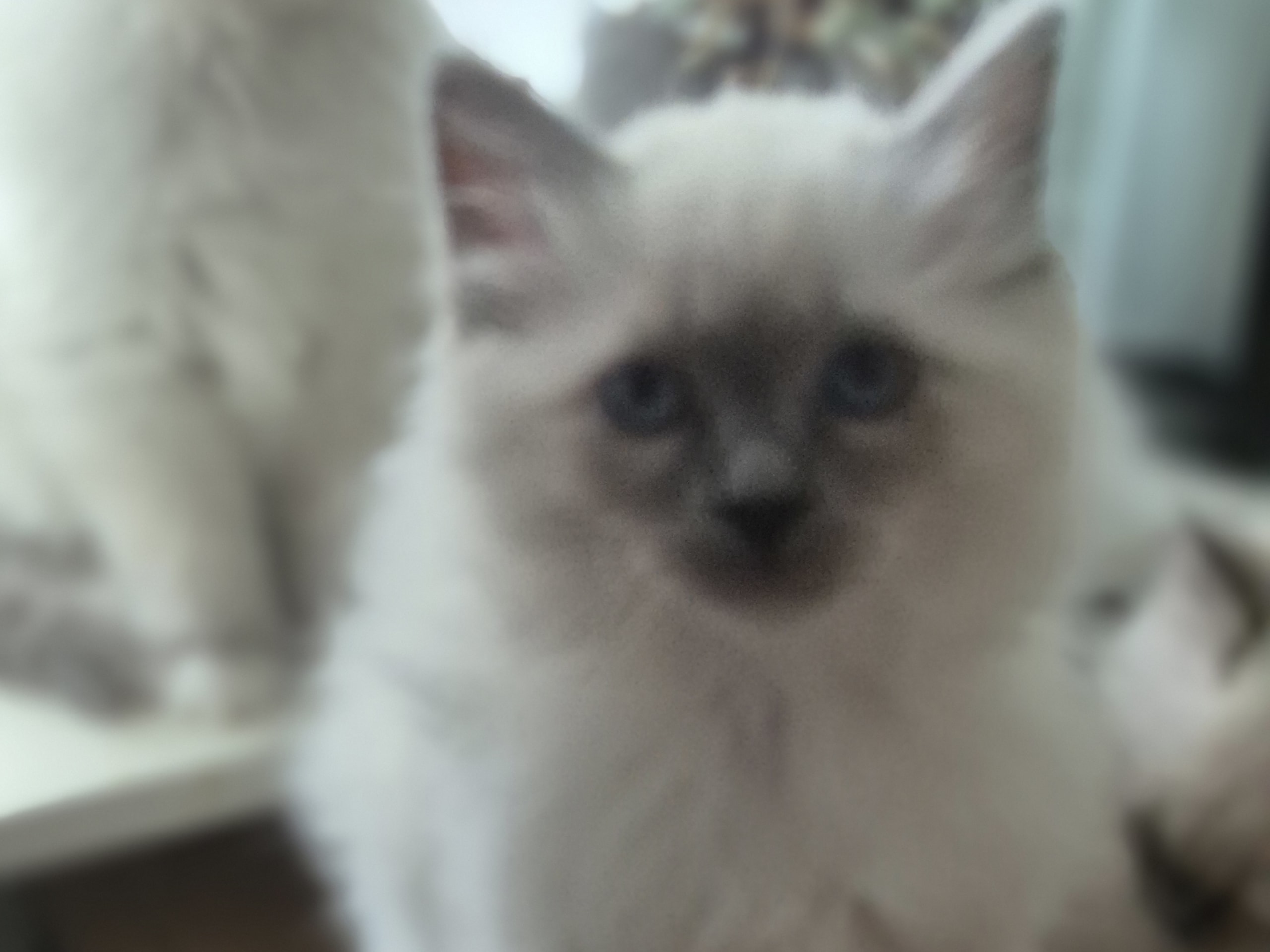 Birman · 2025-12-13 · Karlstad · SE*HouseOfSafir