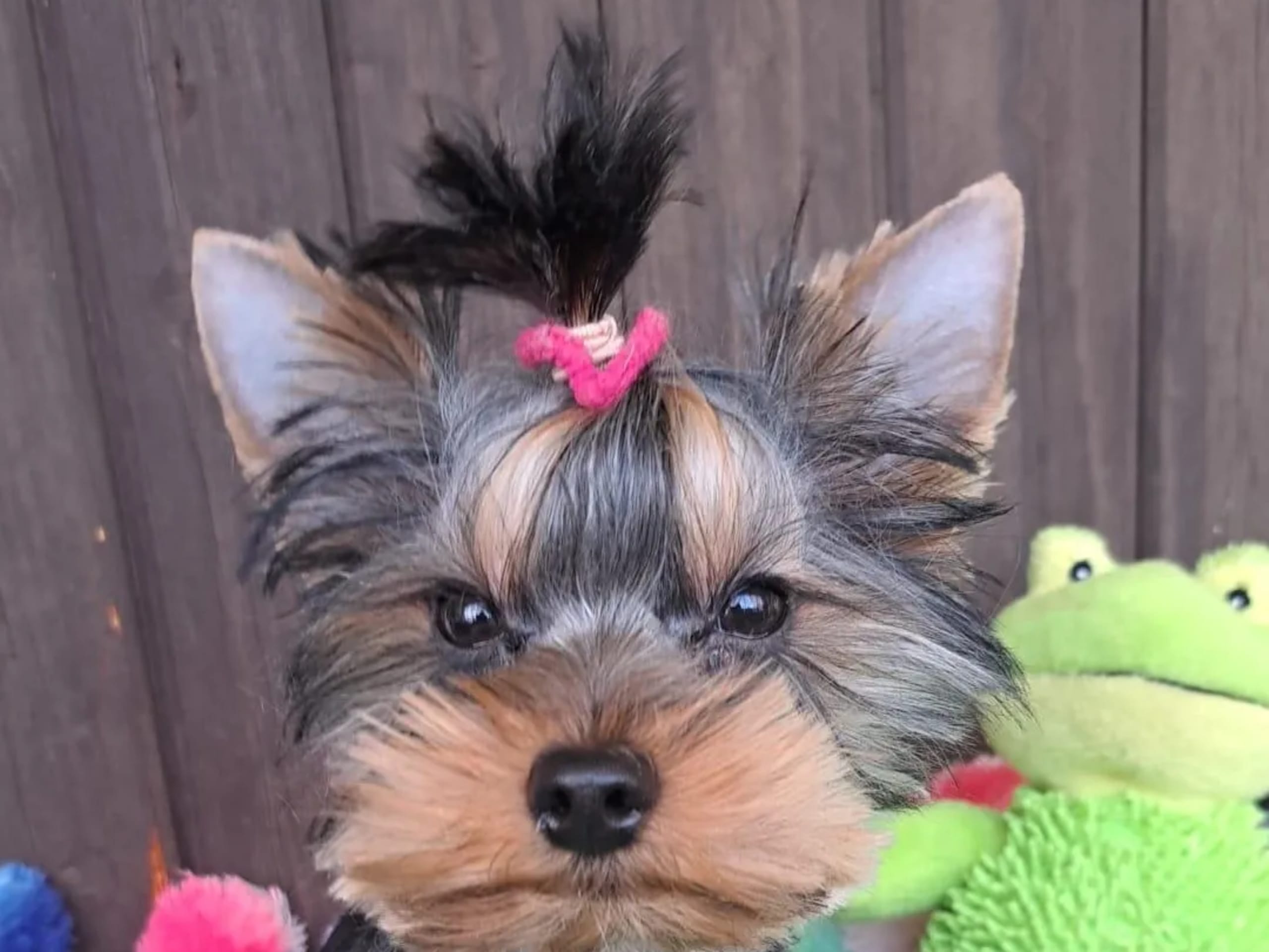 Yorkshire Terrier · 2025-09-05 · Märsta · Donna of Parys