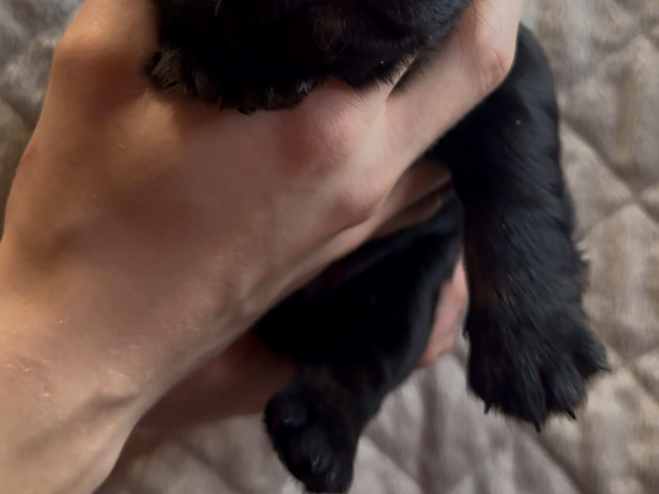 French Bulldog · 2026-01-20 · Skara · Vrå