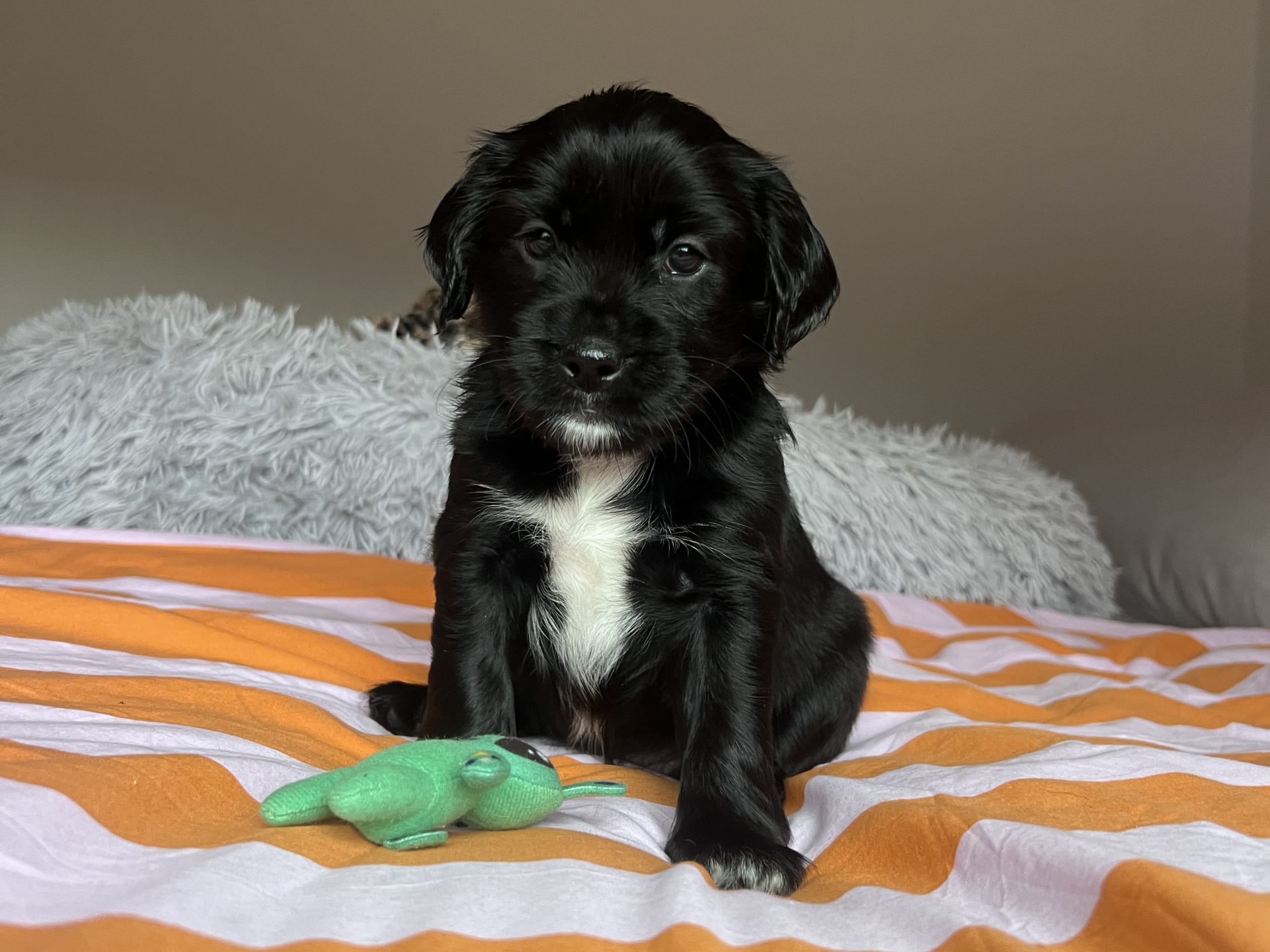 Cocker Jack · 2026-02-03 · Motala · Elin F.