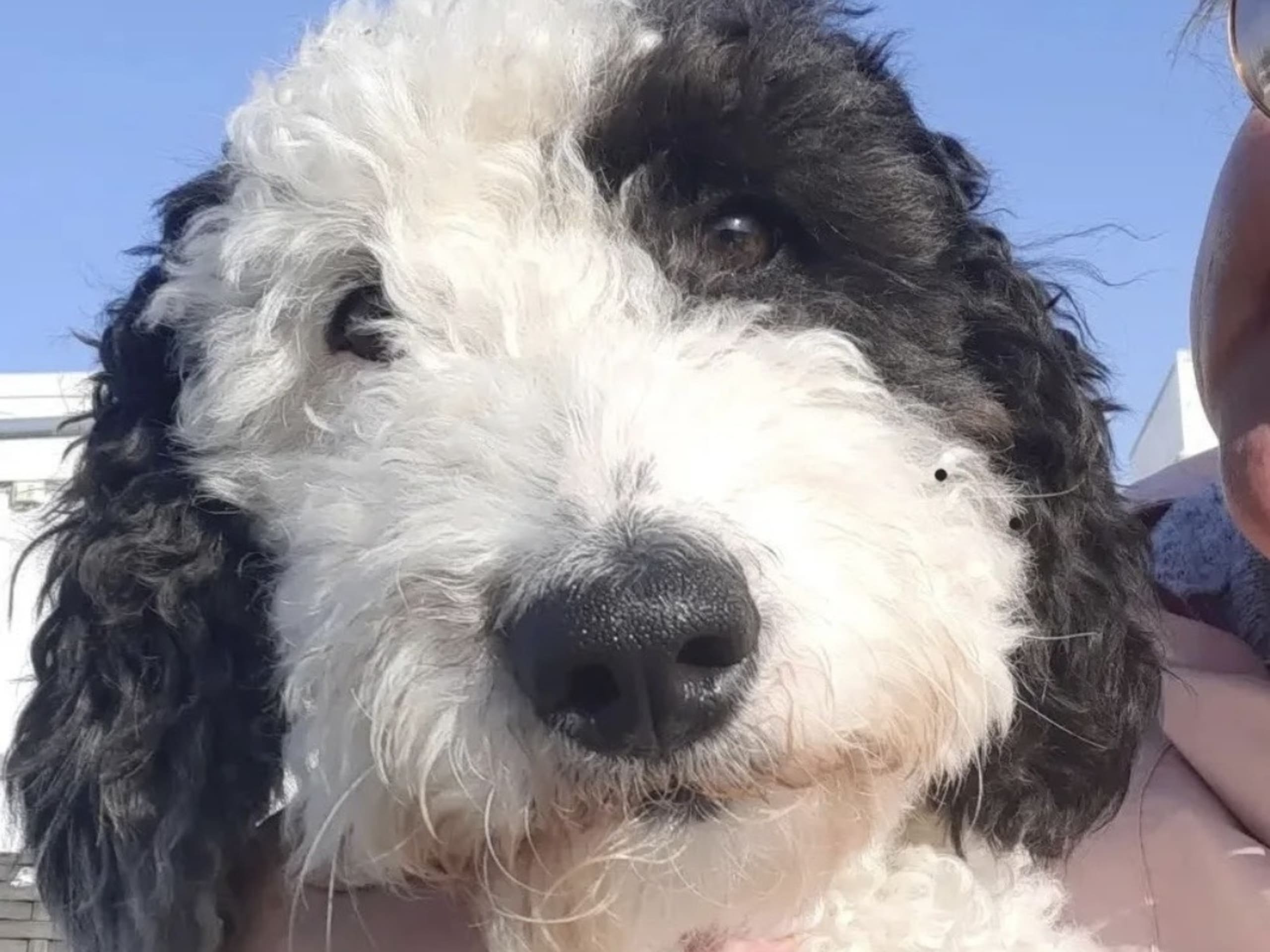 Labradoodle · 2026-02-28 · Bjuråker · Lundatorpet