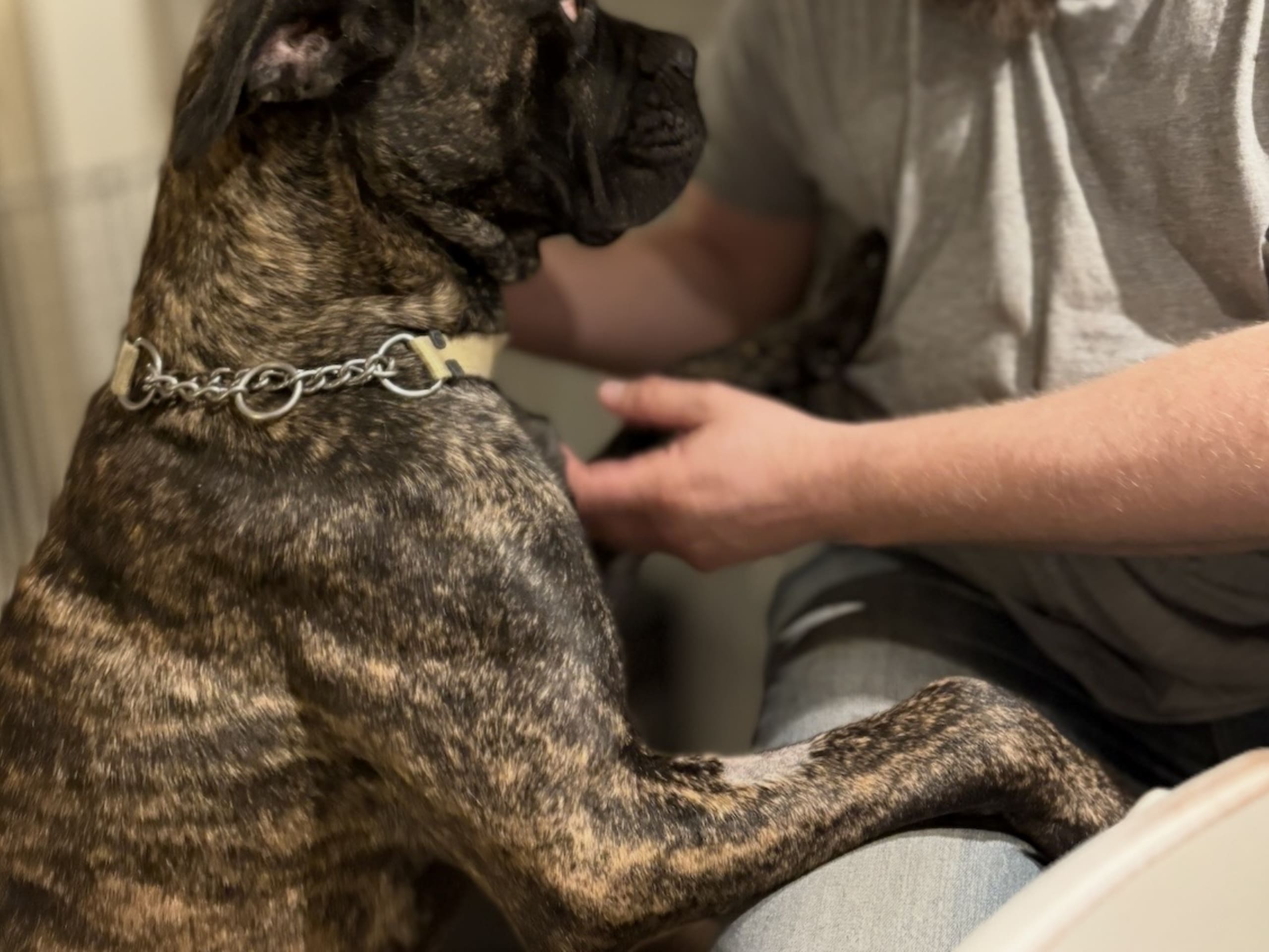 Cane Corso · 2023-10-15 · Tidaholm · Guardians of Luck