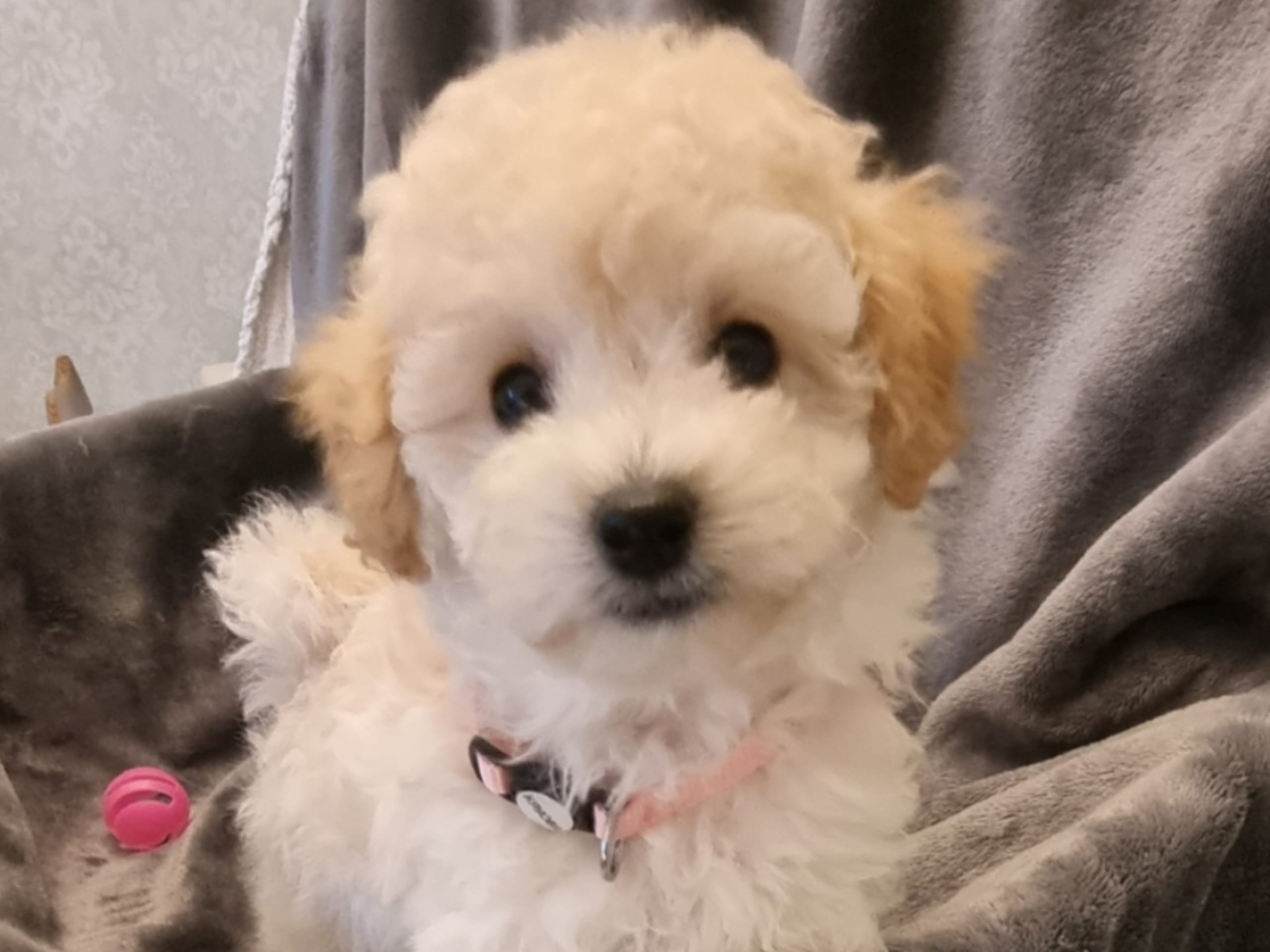 Maltipoo · 2025-12-08 · Södertälje · Bella