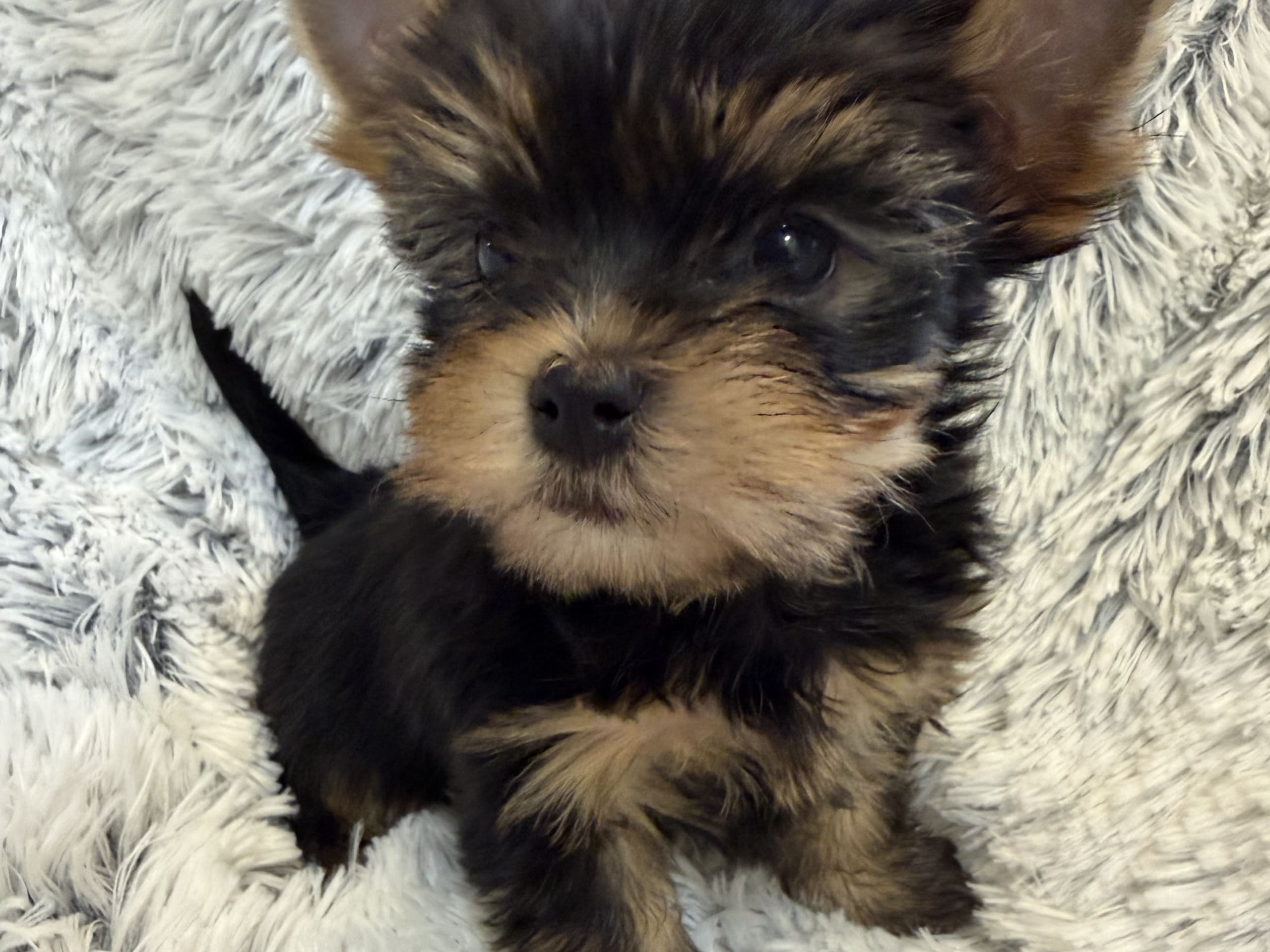 Yorkshire Terrier