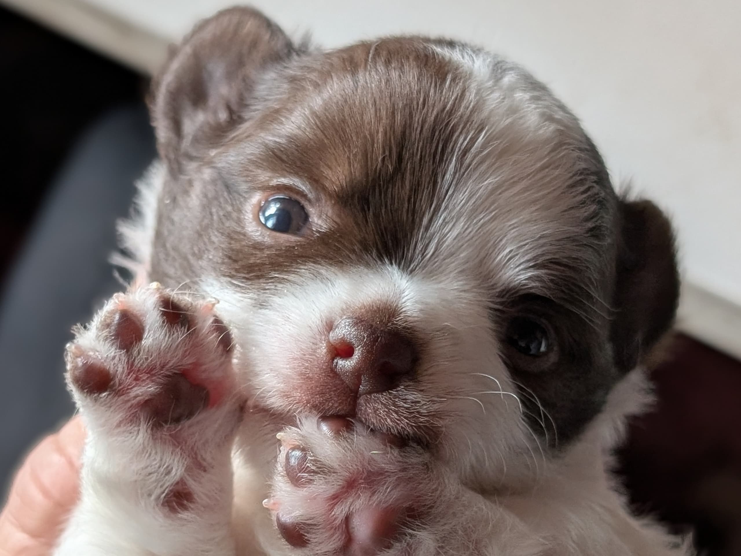 Chihuhua långhårig · 2026-01-24 · Stenhamra · Cattlegirls