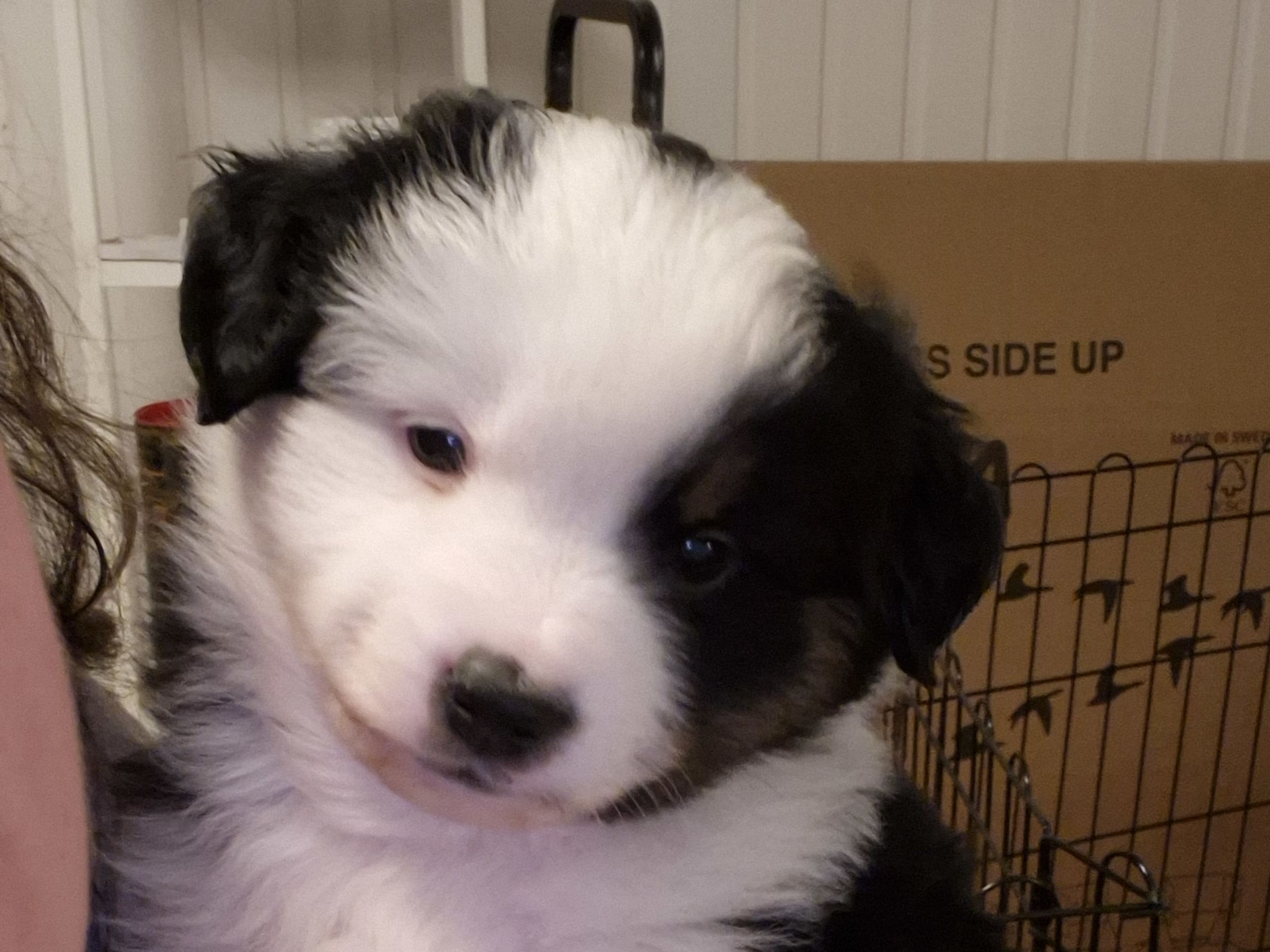 Miniature American Shepherd · 2026-01-14 · Lövestad · Emma N.