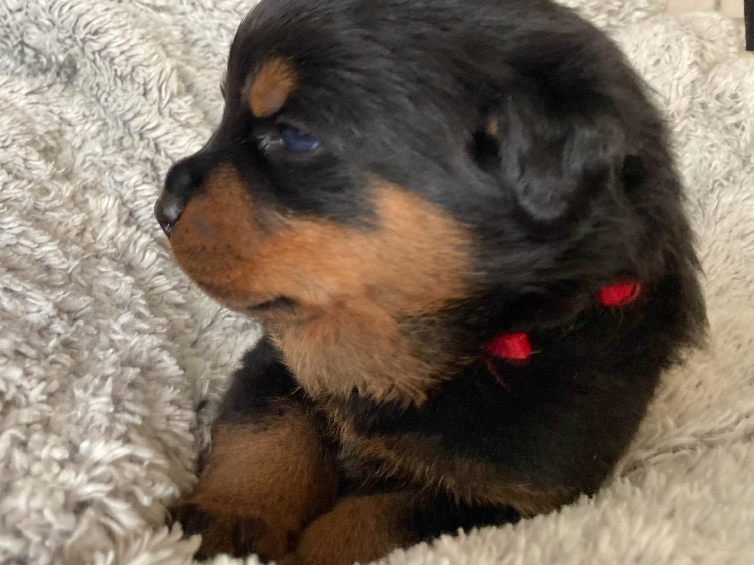 Rottweiler · 2025-12-21 · östervåla · Dexline's