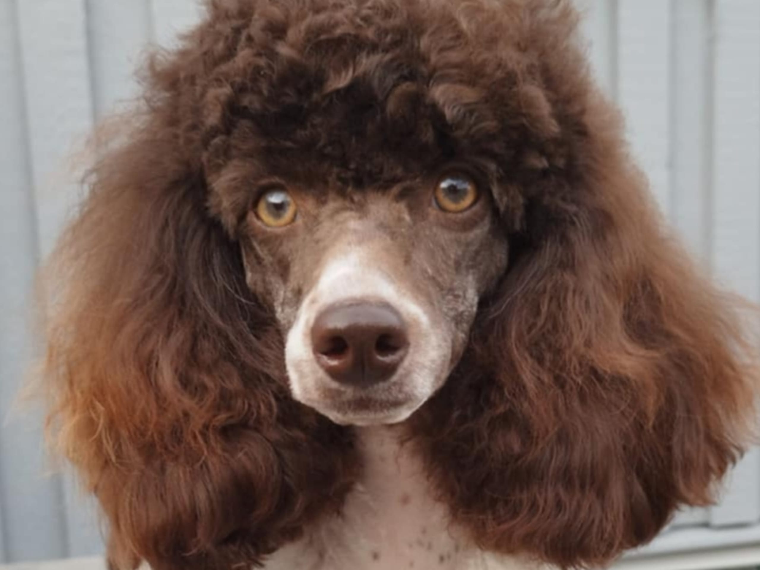 Pudel Mellan · 2022-01-01 · Hjortkvarn · Hjortkvarns Cavapoo