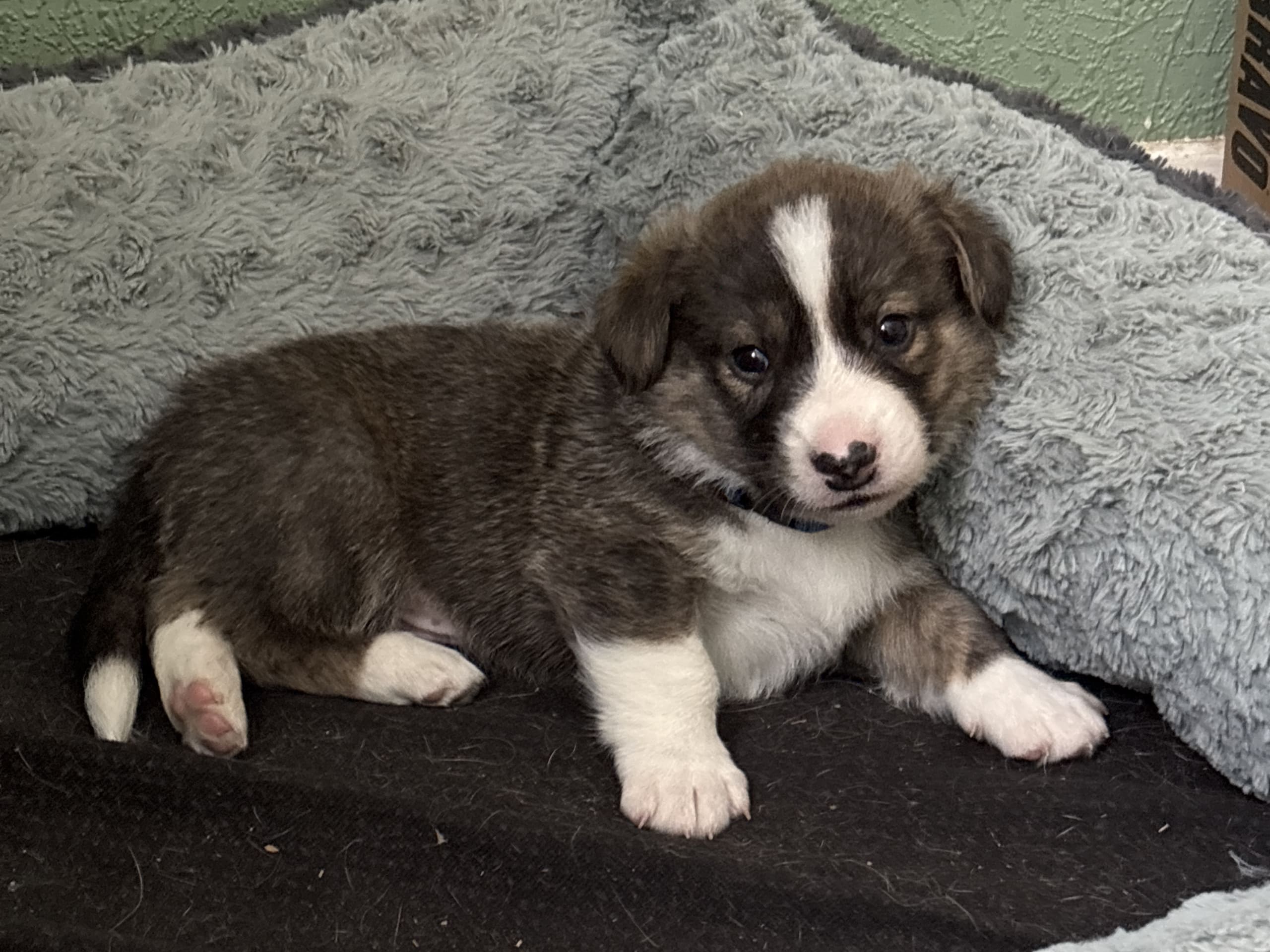 Welsh Corgi Cardigan · 2026-01-13 · Mellerud · Helena S.