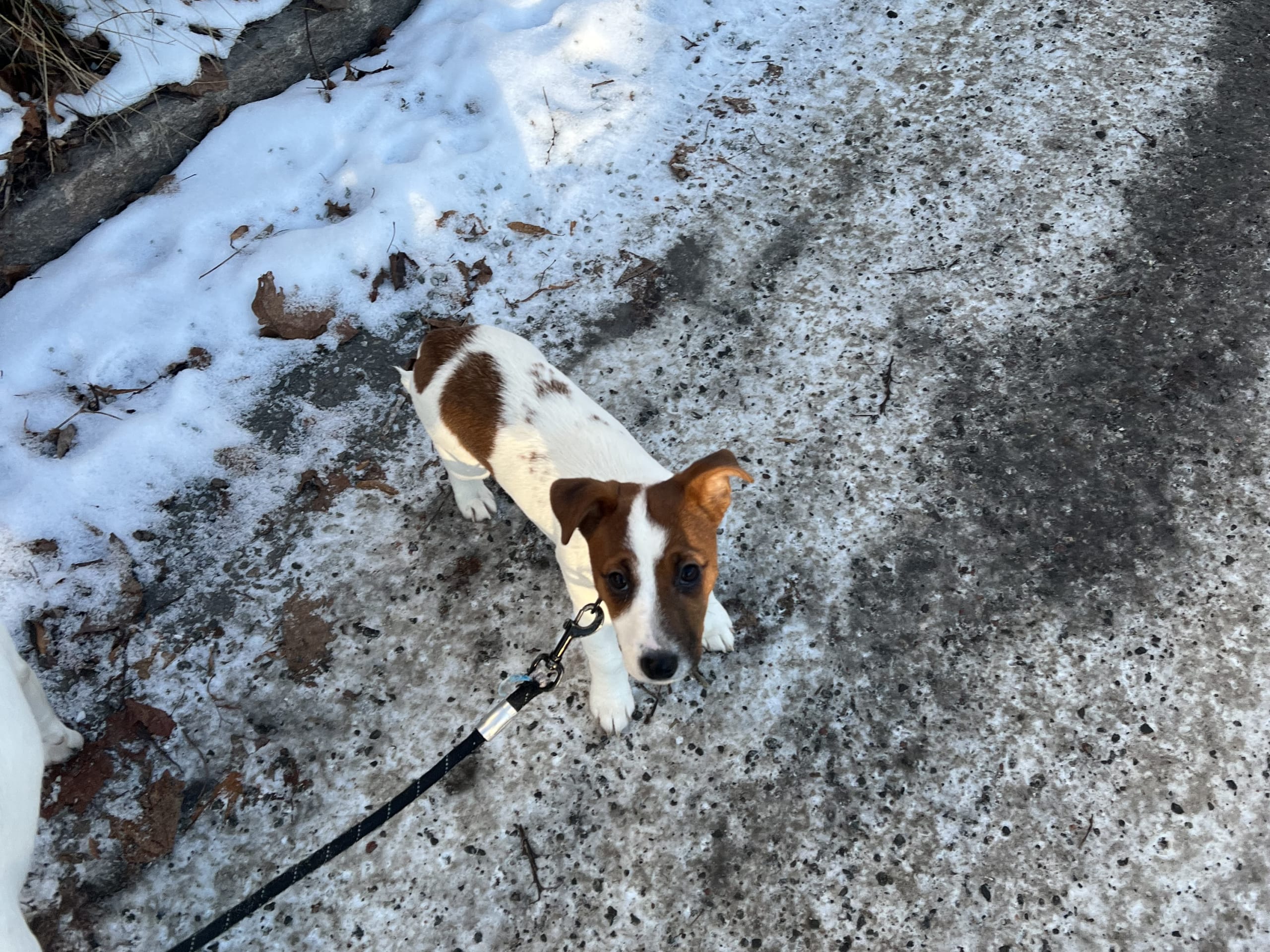 Jack Russell Terrier · 2025-09-18 · Danderyd · Djursholms tassar