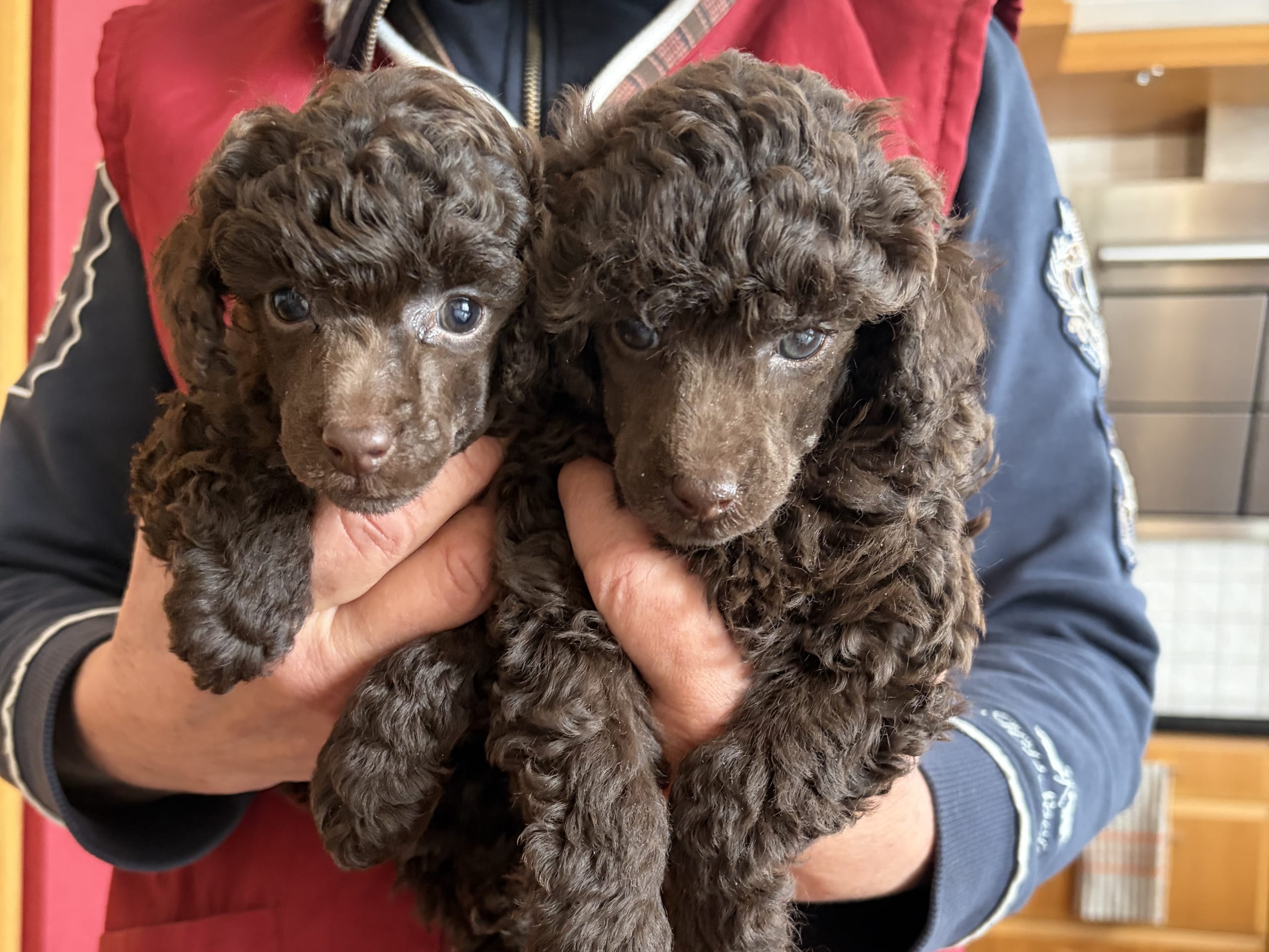Miniature Poodle · 2026-01-05 · Tomelilla · Rosdala