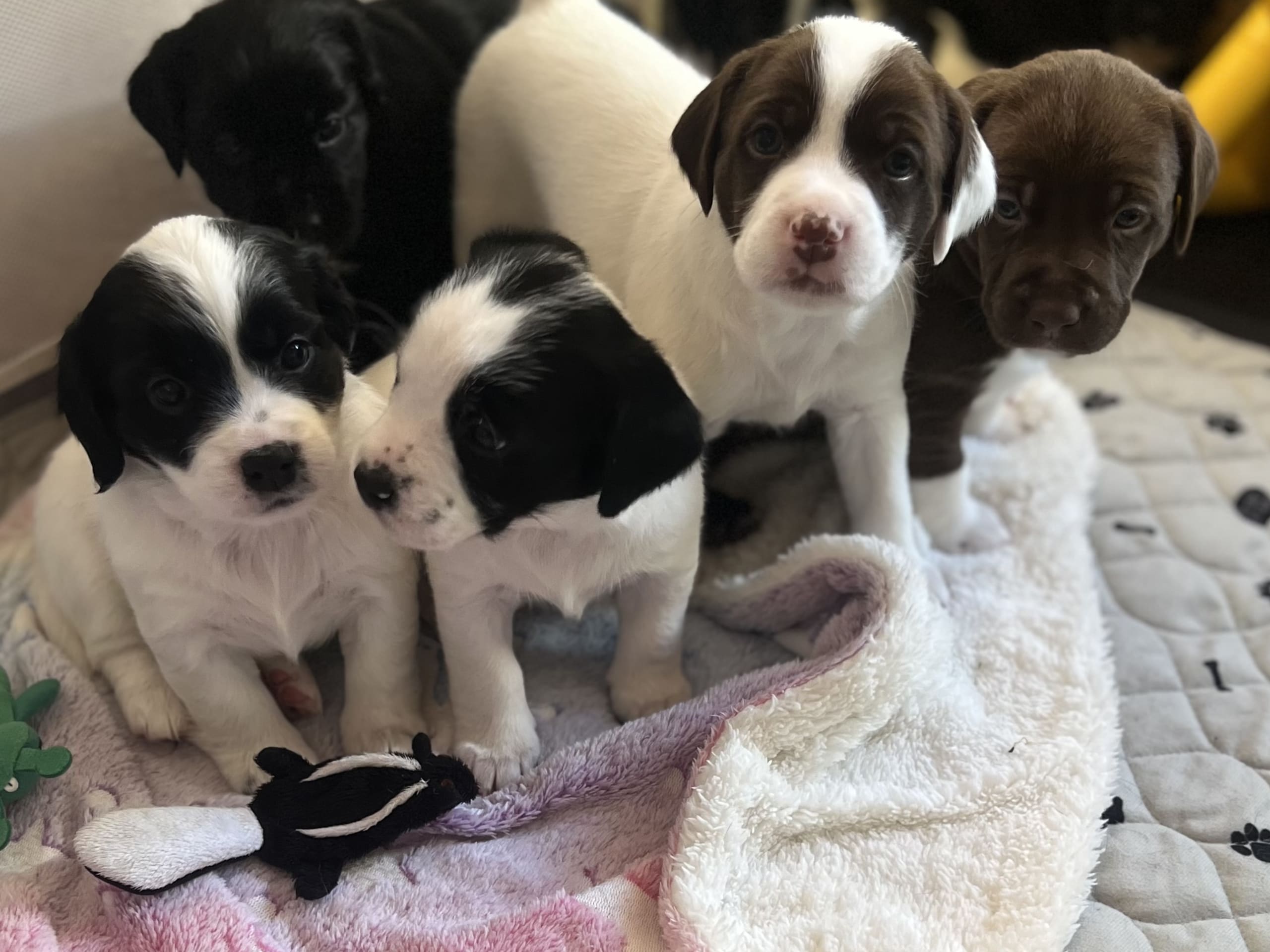 Cocker Jack · 2026-02-03 · Motala · Elin F.