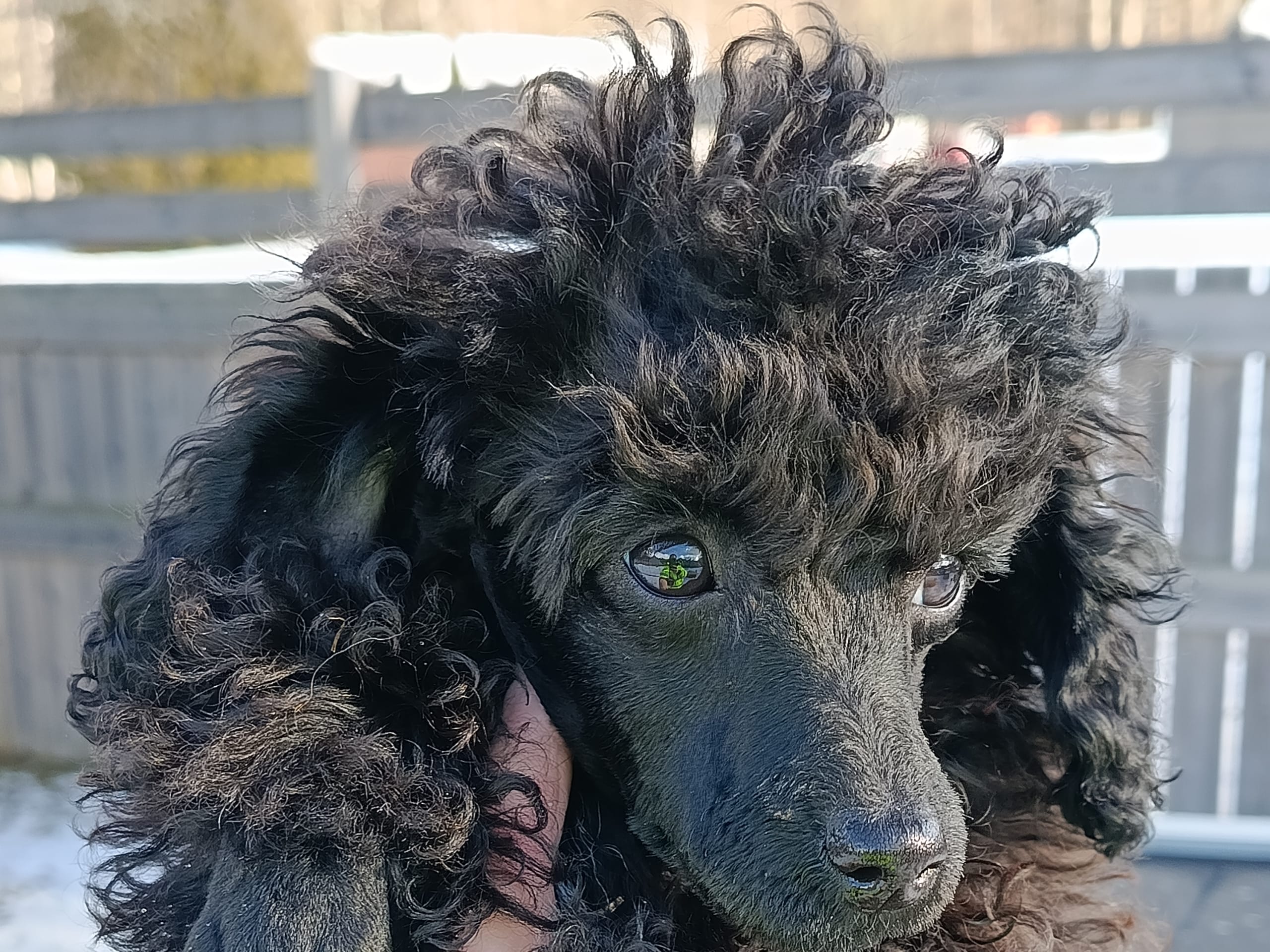 Miniature Poodle · 2025-10-17 · Hjortkvarn · Hjortkvarns Cavapoo