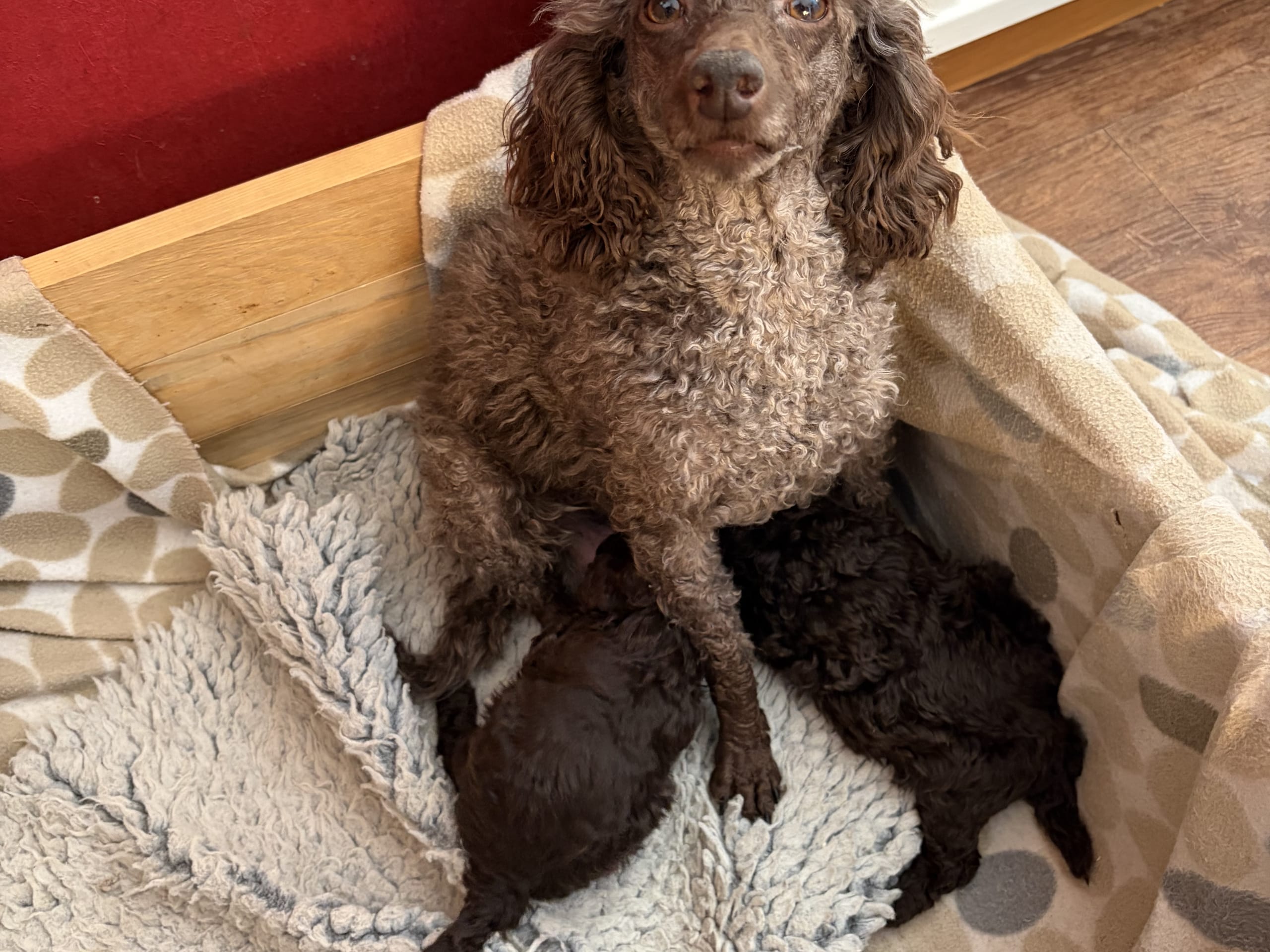 Miniature Poodle · 2026-01-05 · Tomelilla · Rosdala