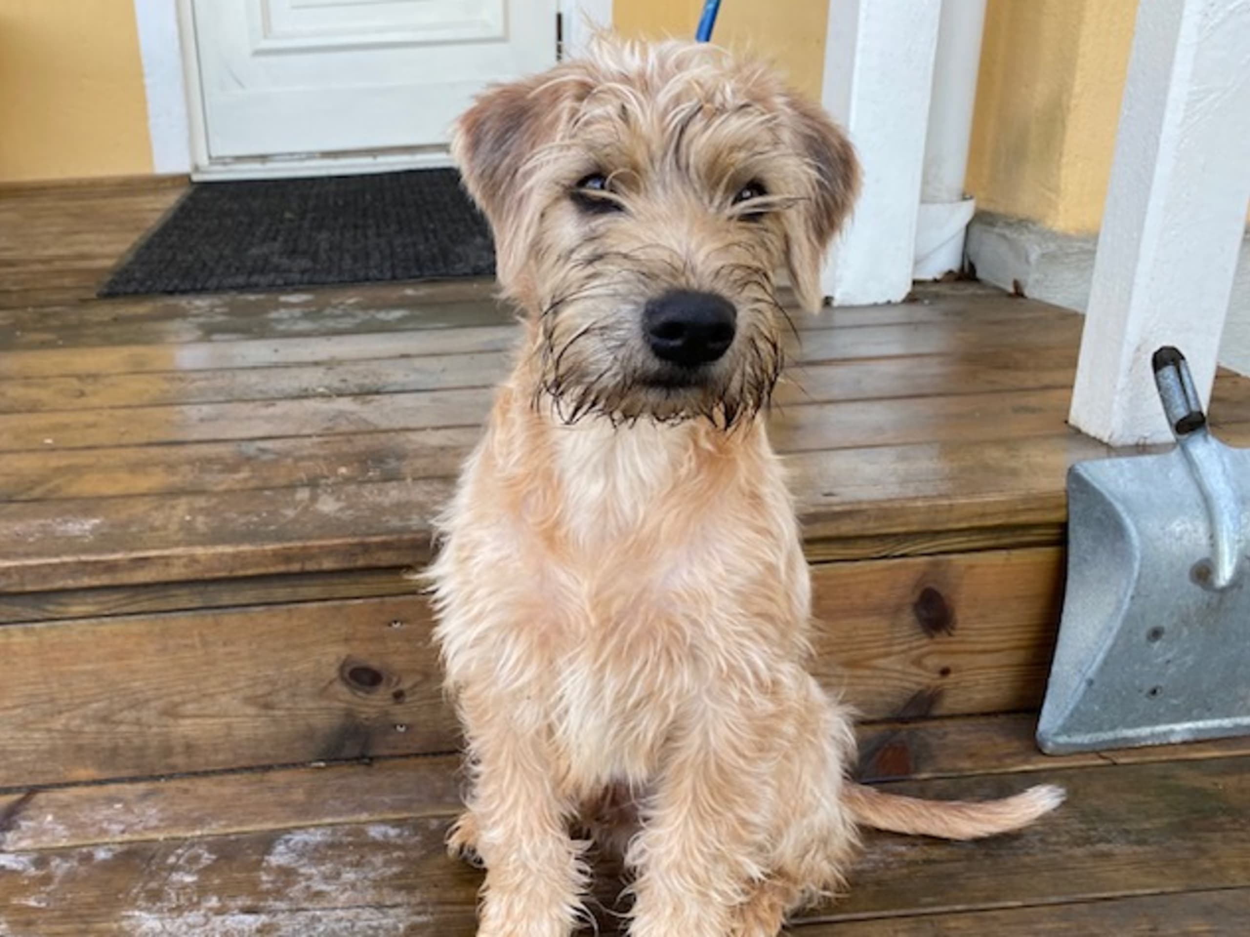 Irish Soft Coated Wheaten Terrier