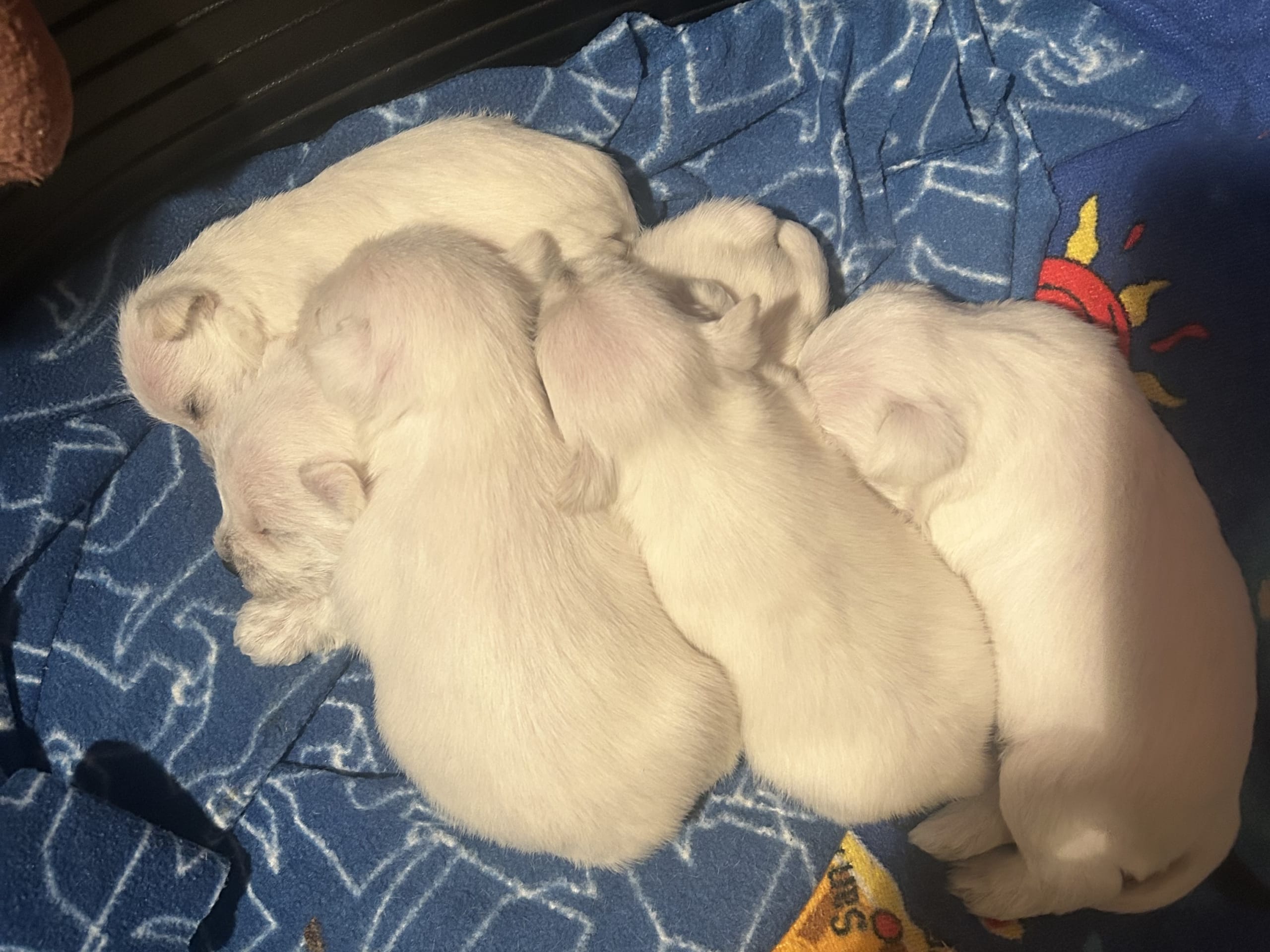 Miniature Schnauzer · 2026-01-19 · Vårgårda · Postgårdsbacken