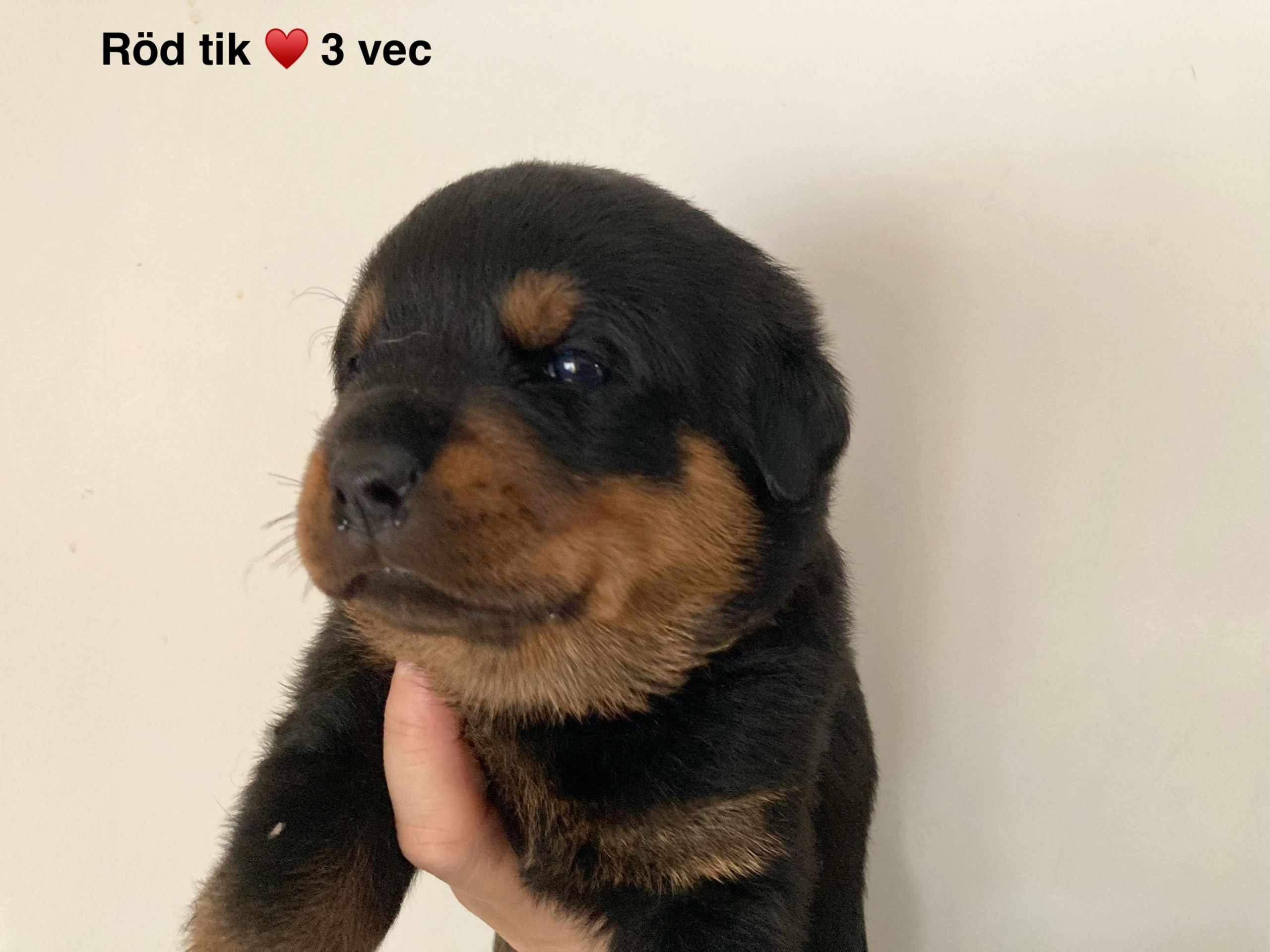 Rottweiler · 2025-12-21 · östervåla · Dexline's