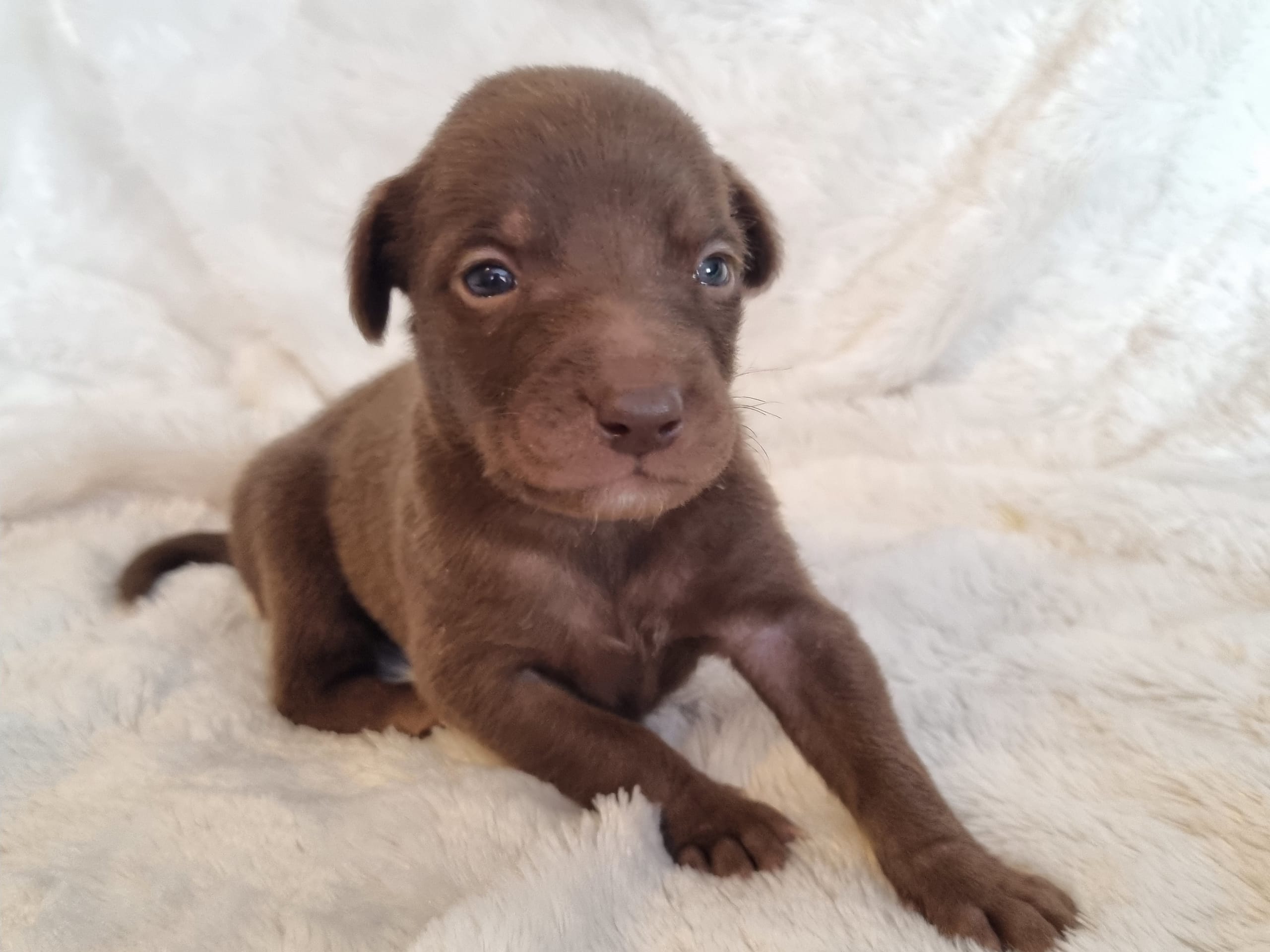 Xoloitzcuintle · 2026-01-29 · Hägersten · Heart Of Meijius