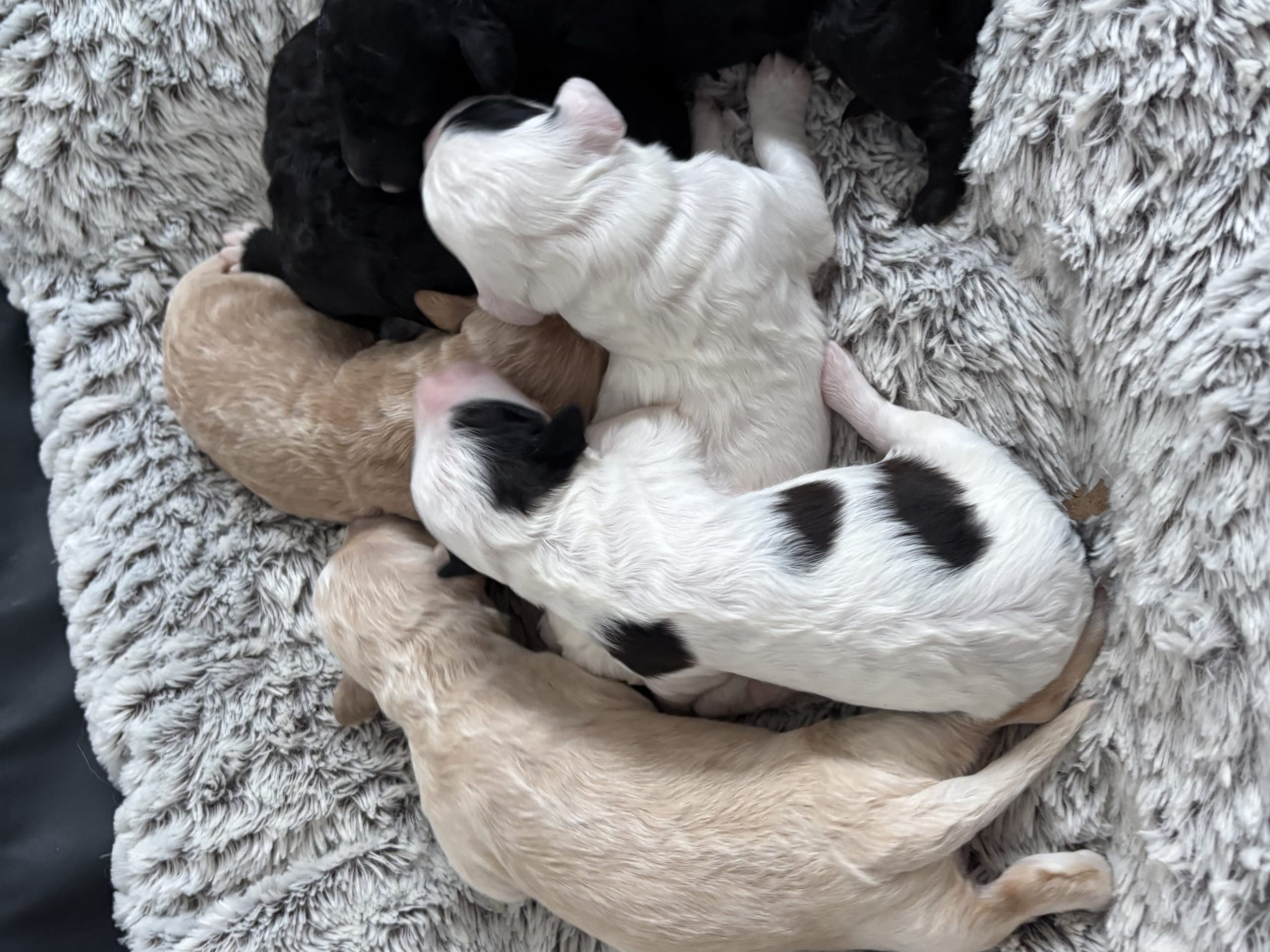 Labradoodle · 2026-02-28 · Bjuråker · Lundatorpet