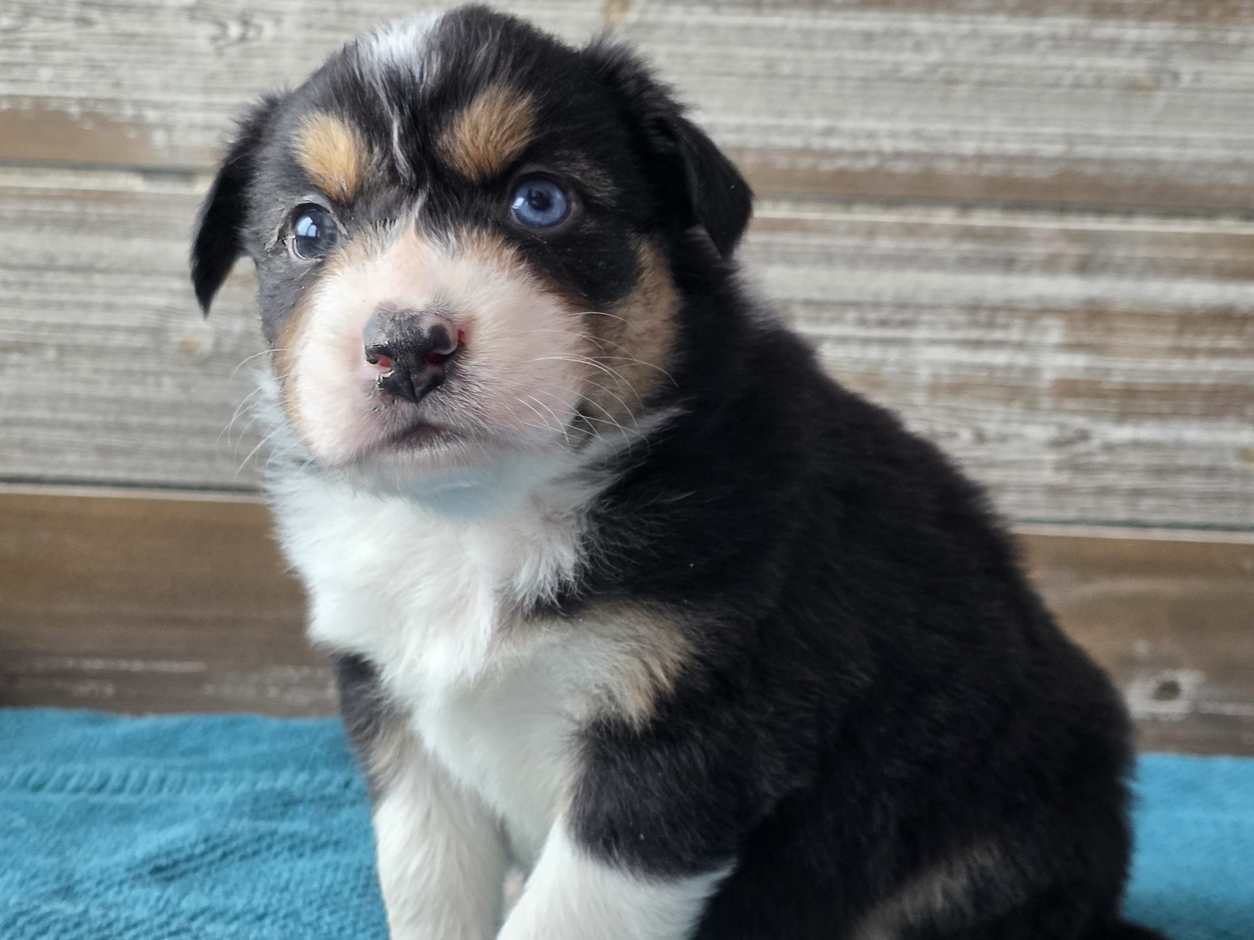 Australian shepherd · 2026-01-17 · Ekshärad · Aussie Bio Gård