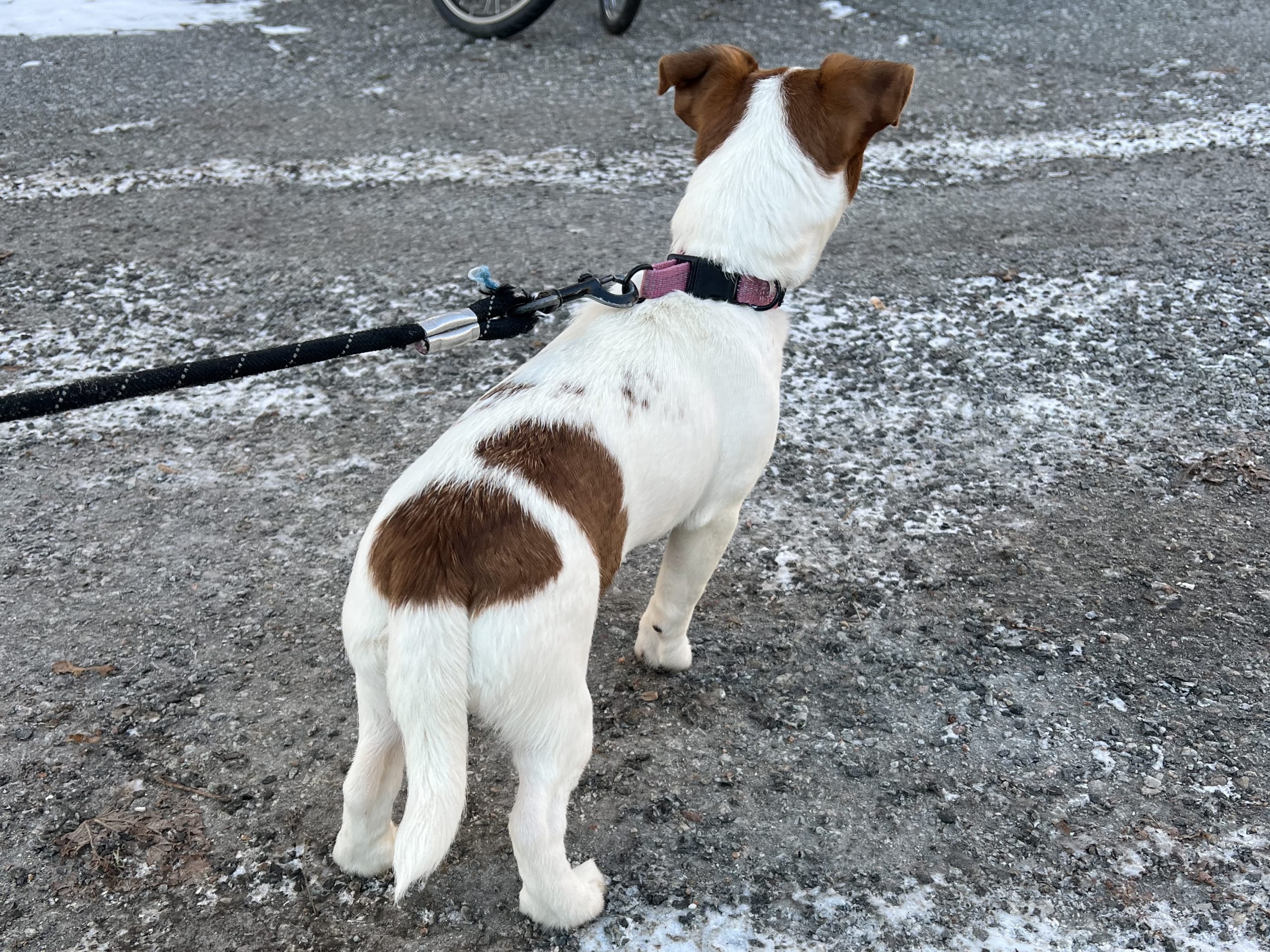 Jack Russell Terrier · 2025-09-18 · Danderyd · Djursholms tassar