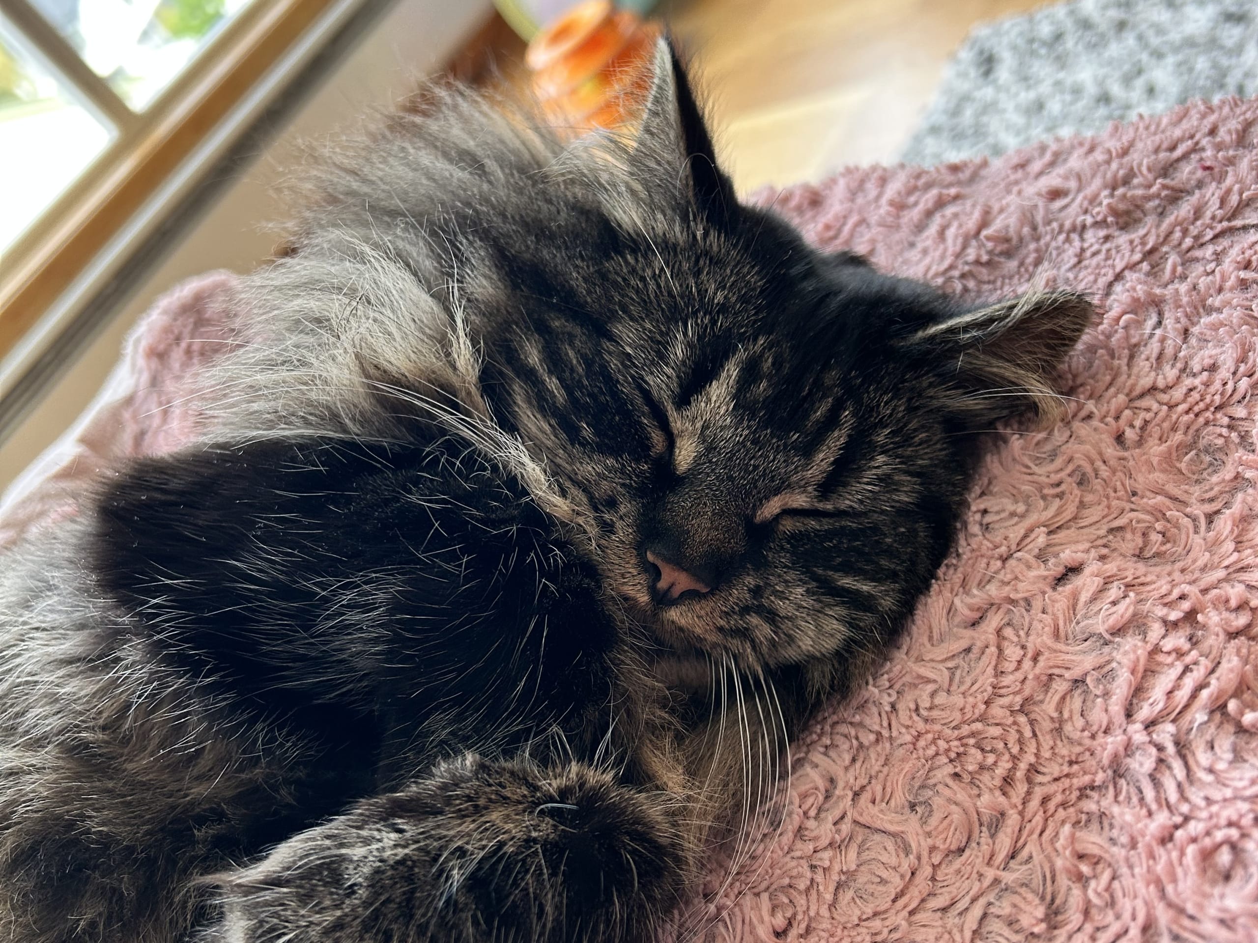 Norwegian Forest · 2021-10-10 · Stjørdal · Emilie H.