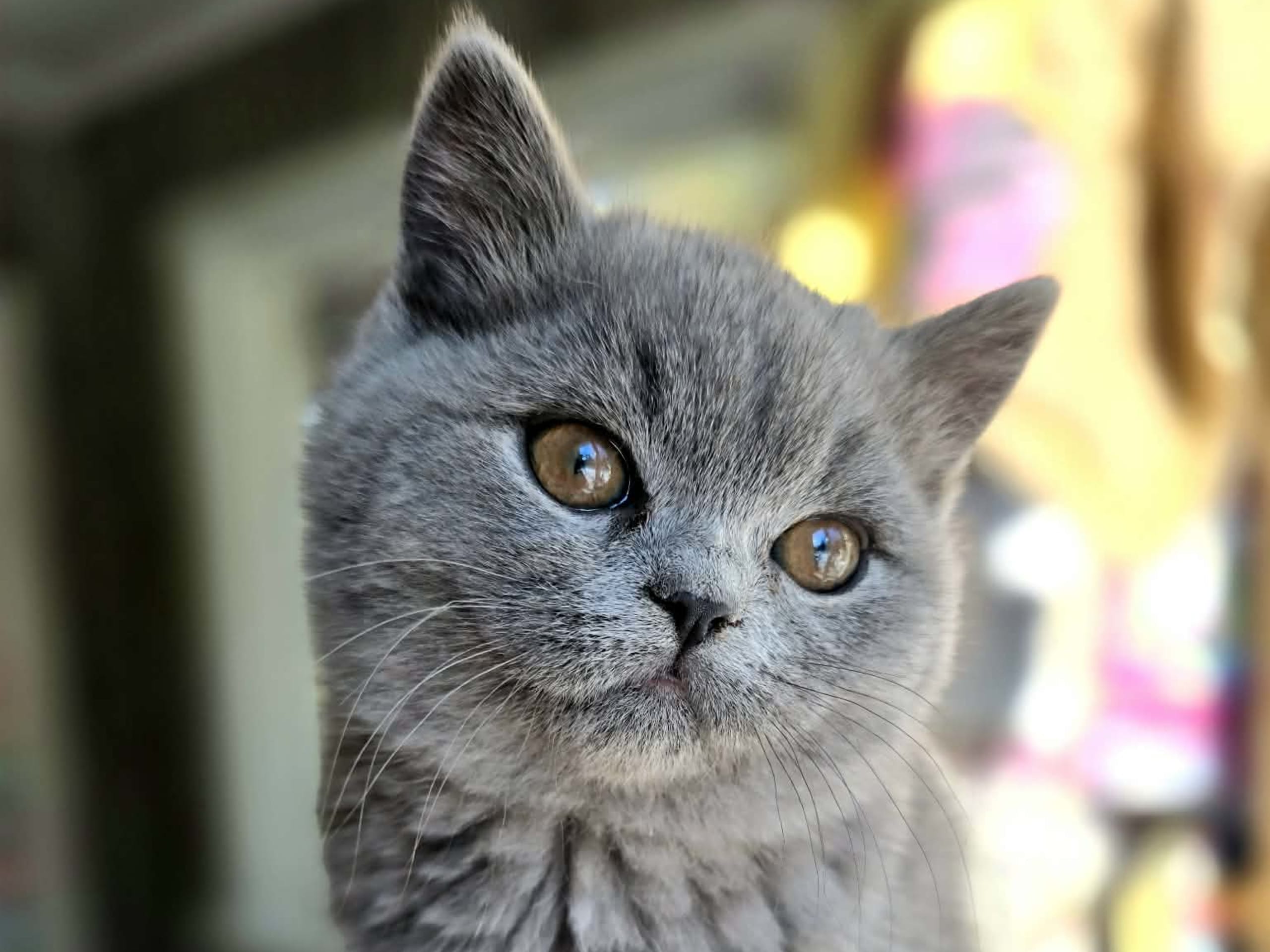 Brittiskt korthår · 2025-12-20 · Gårdsjö · Adam L.