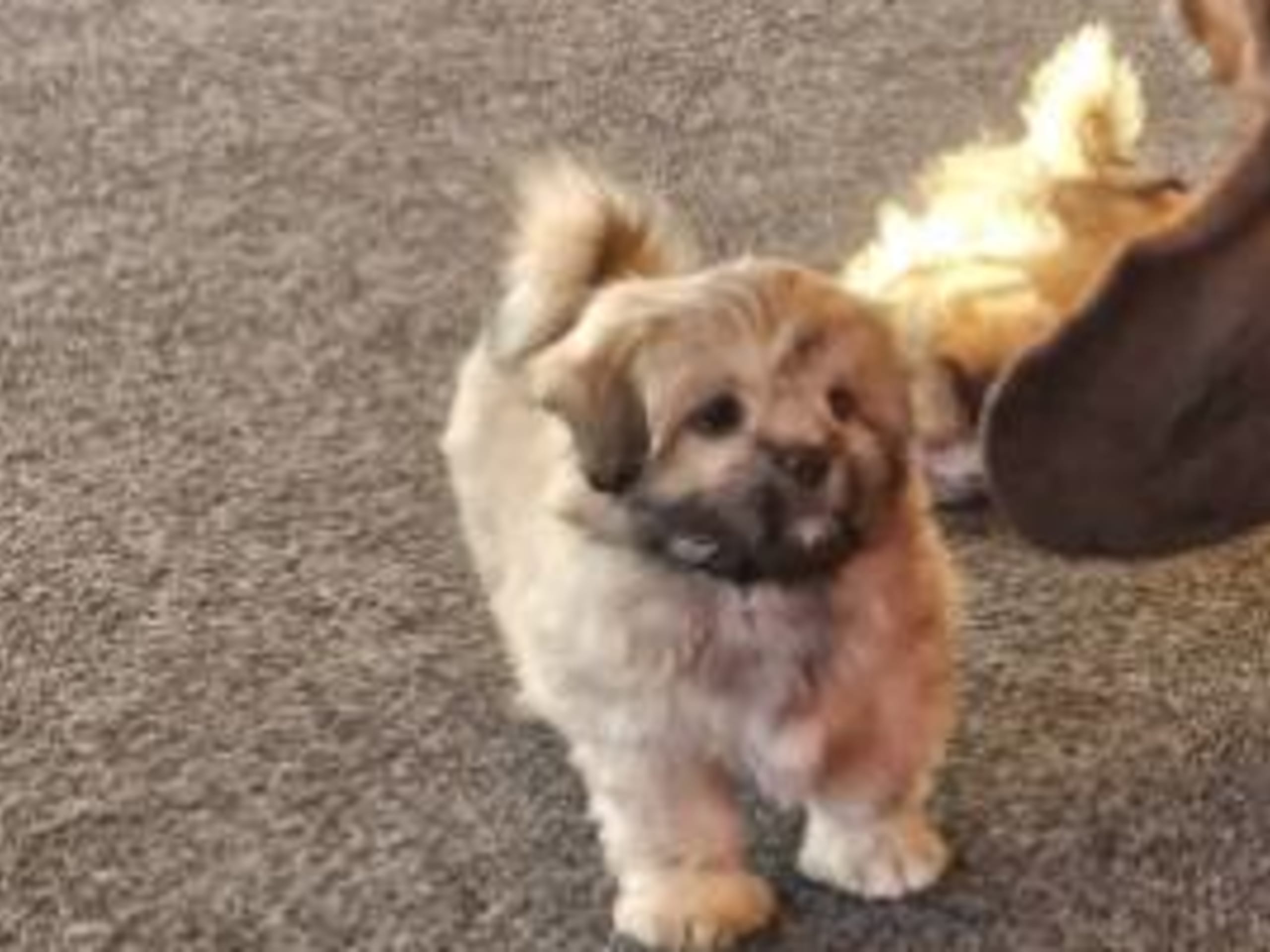 Tibetansk spaniel/Lhasa Apso · 2025-10-20 · Skepplanda · Jennie Å.