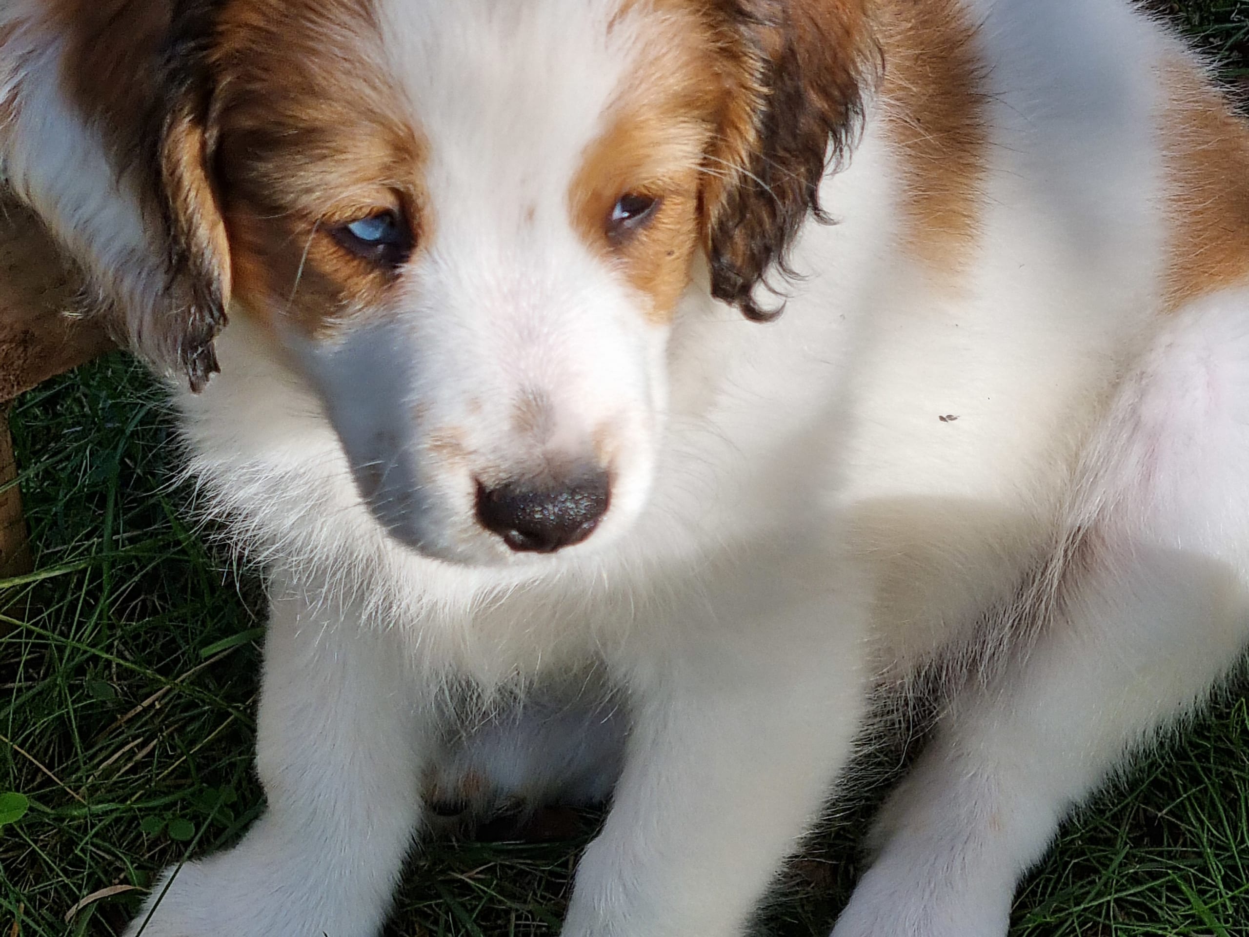 Dutch Kooikerhondje · 2025-07-18 · Ingarö · Playwaters