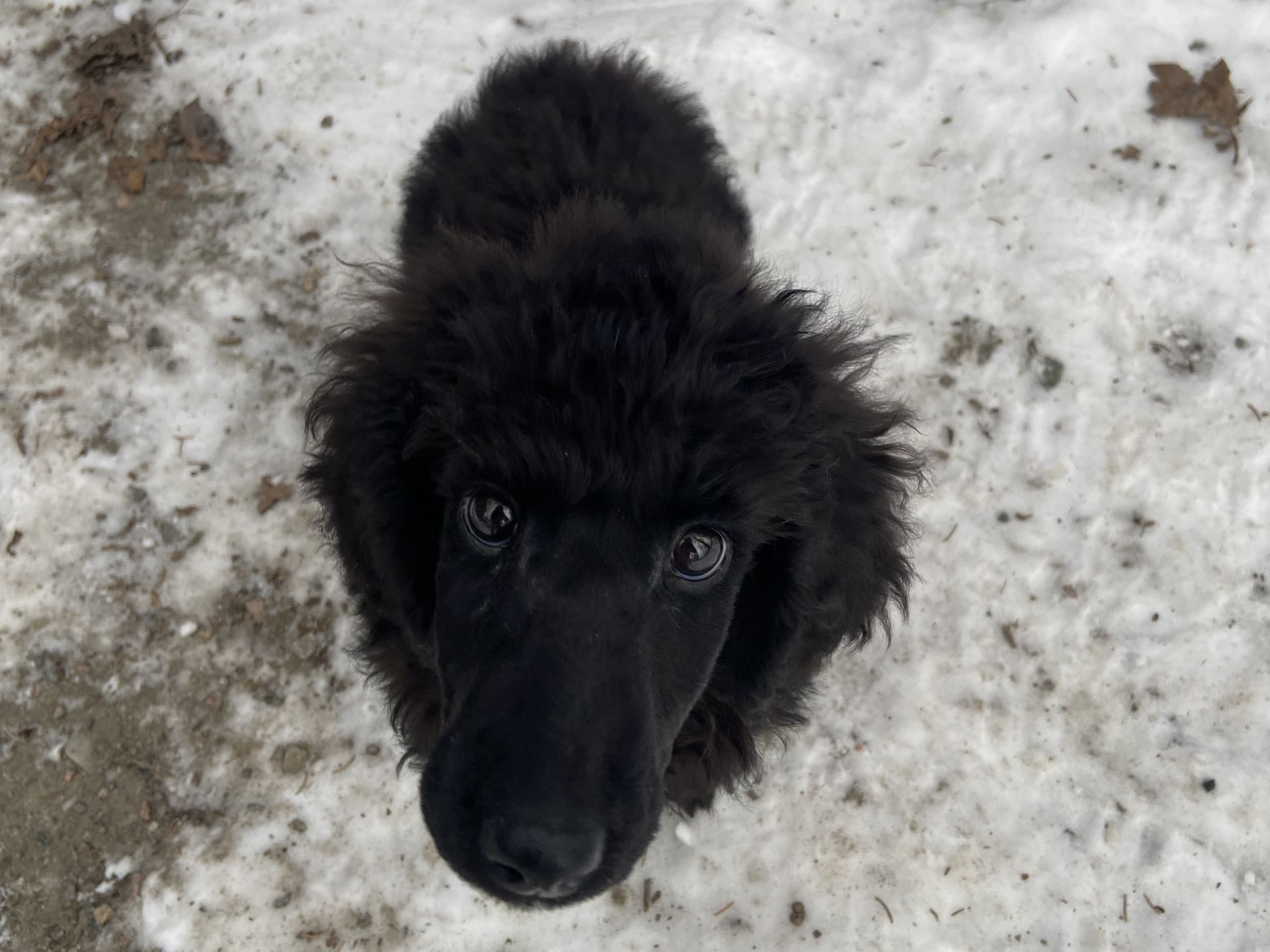 Standard Poodle · 2025-12-04 · Nol · Amanda S.