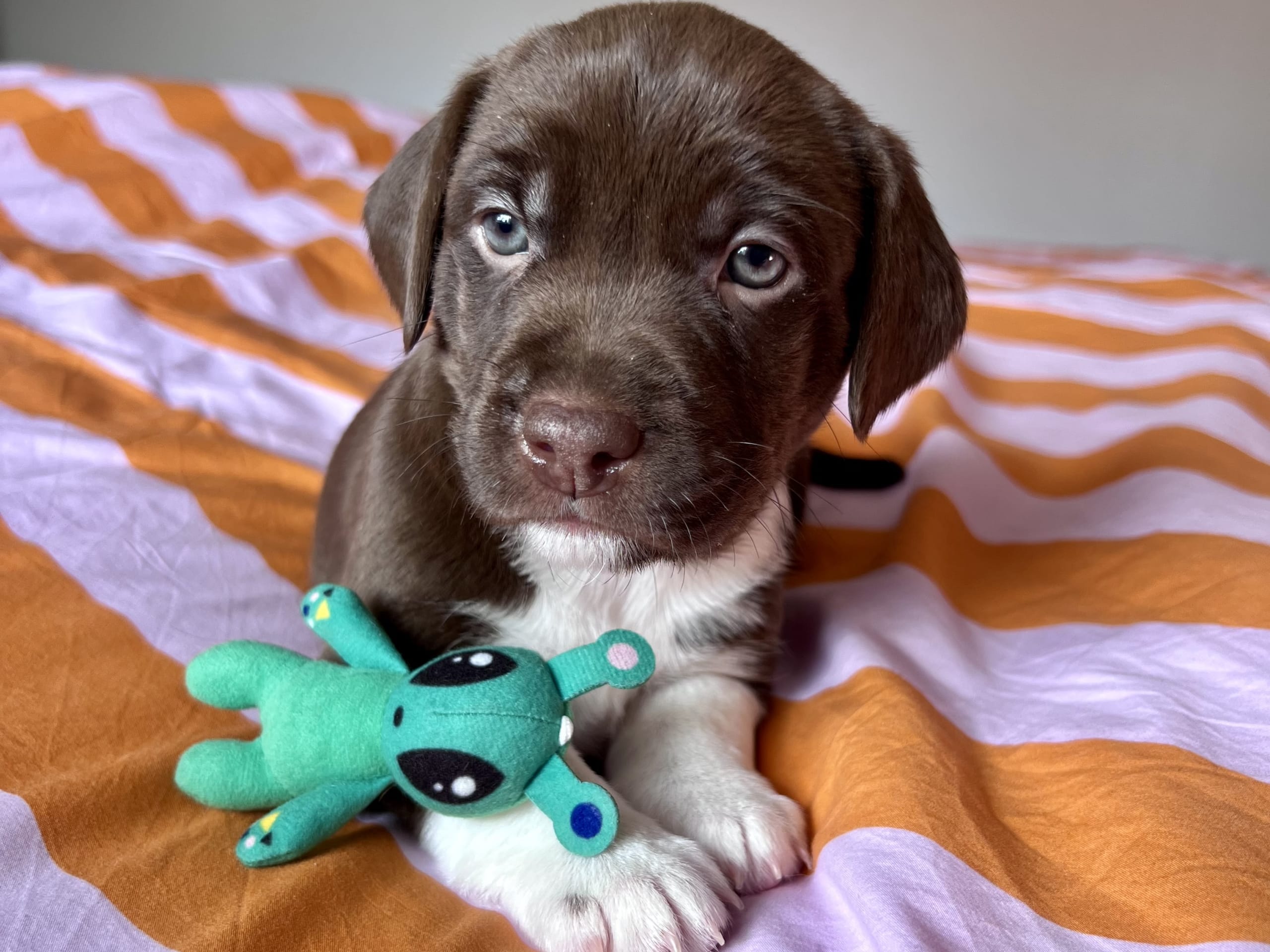 Cocker Jack · 2026-02-03 · Motala · Elin F.