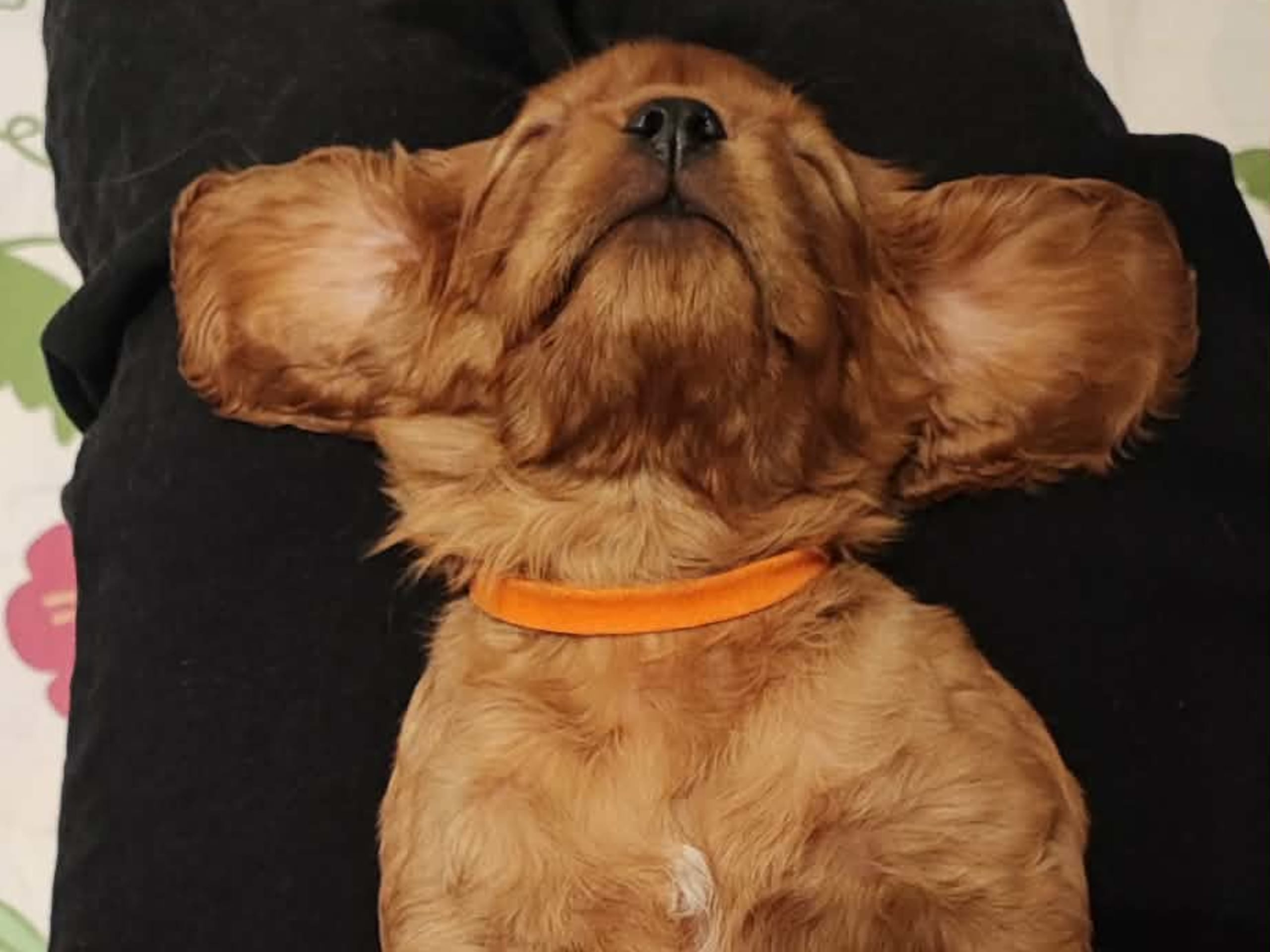 Cockalier · 2026-01-17 · Jät · Angelica S.