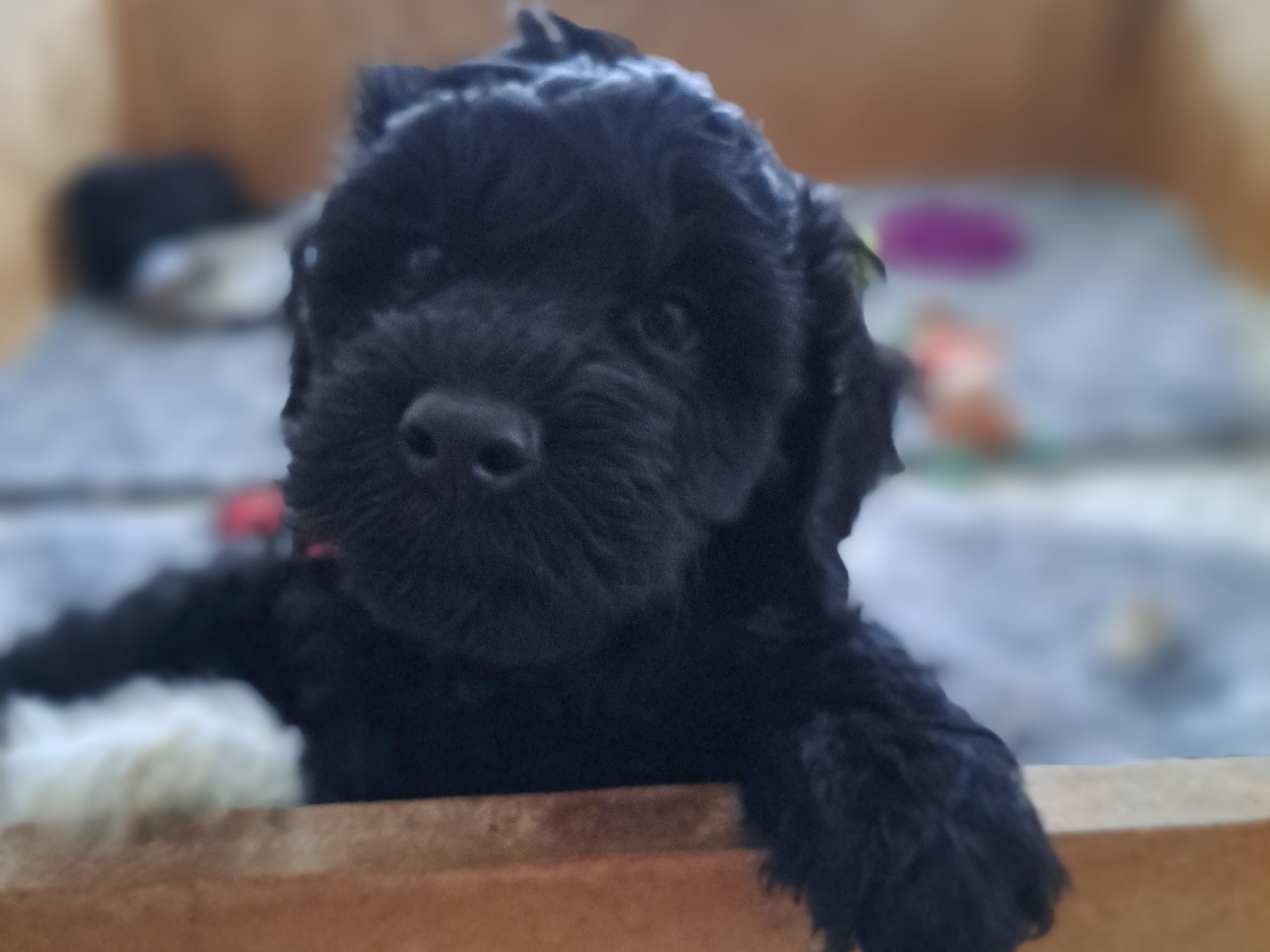 multigen Labradoodle · 2026-01-10 · Bromma · Abralabradoo