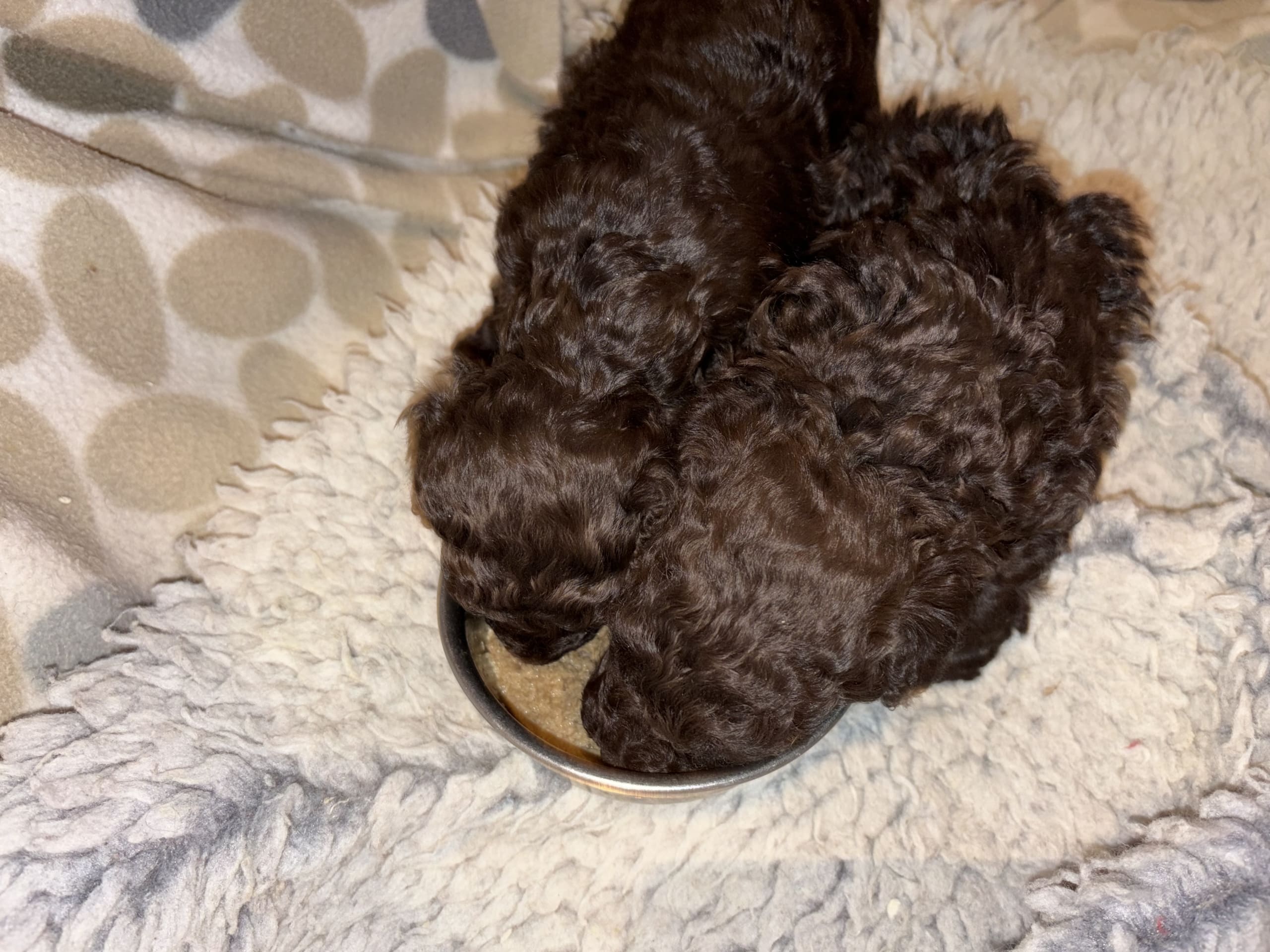 Miniature Poodle · 2026-01-05 · Tomelilla · Rosdala