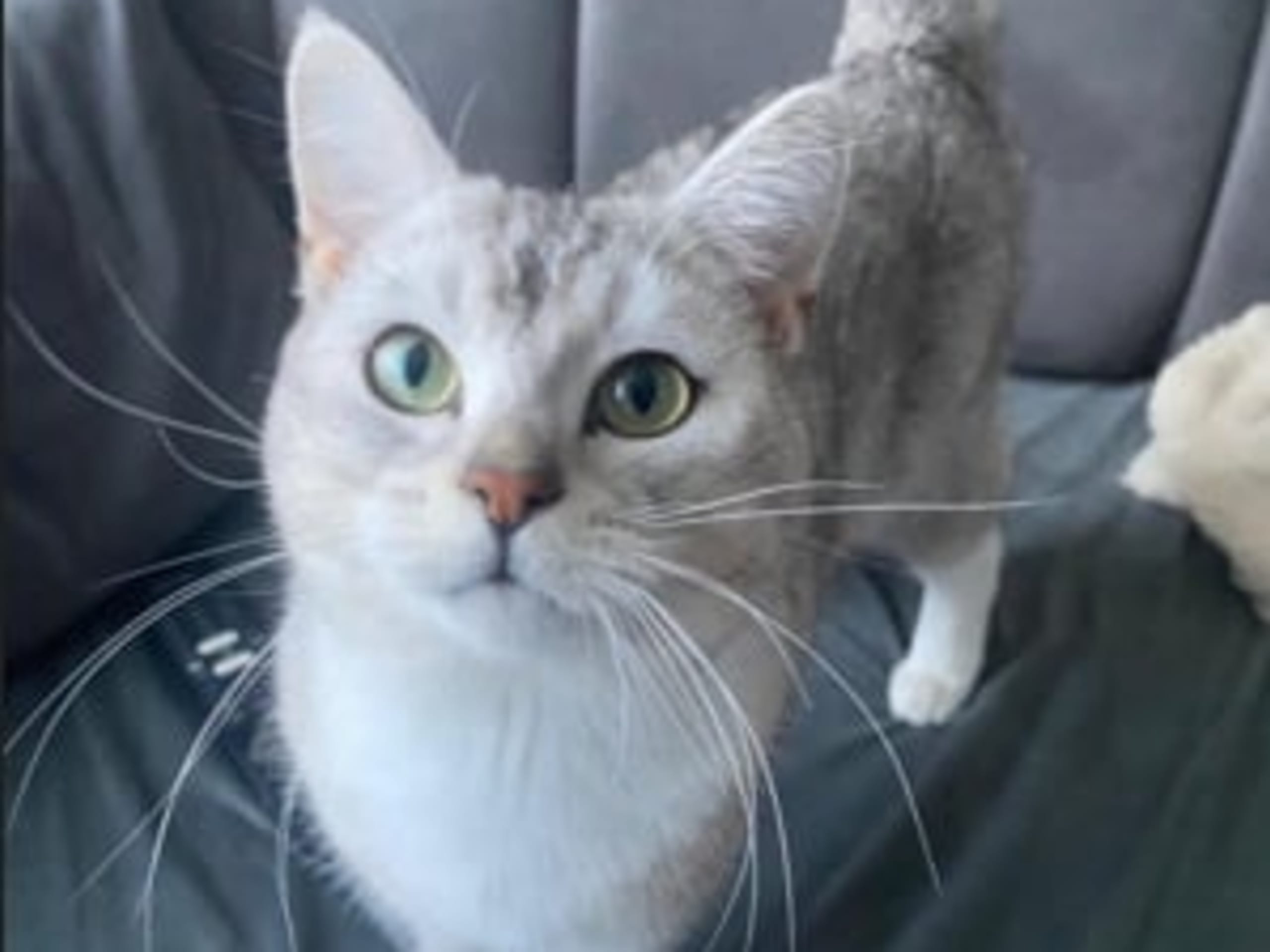 British Shorthair · 2024-05-06 · Nesttun · Even K.